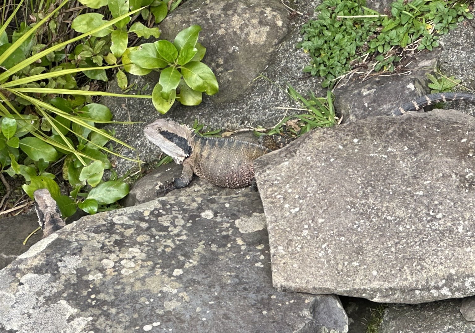 Eastern water dragon (Intellagama lesueurii lesueurii)
