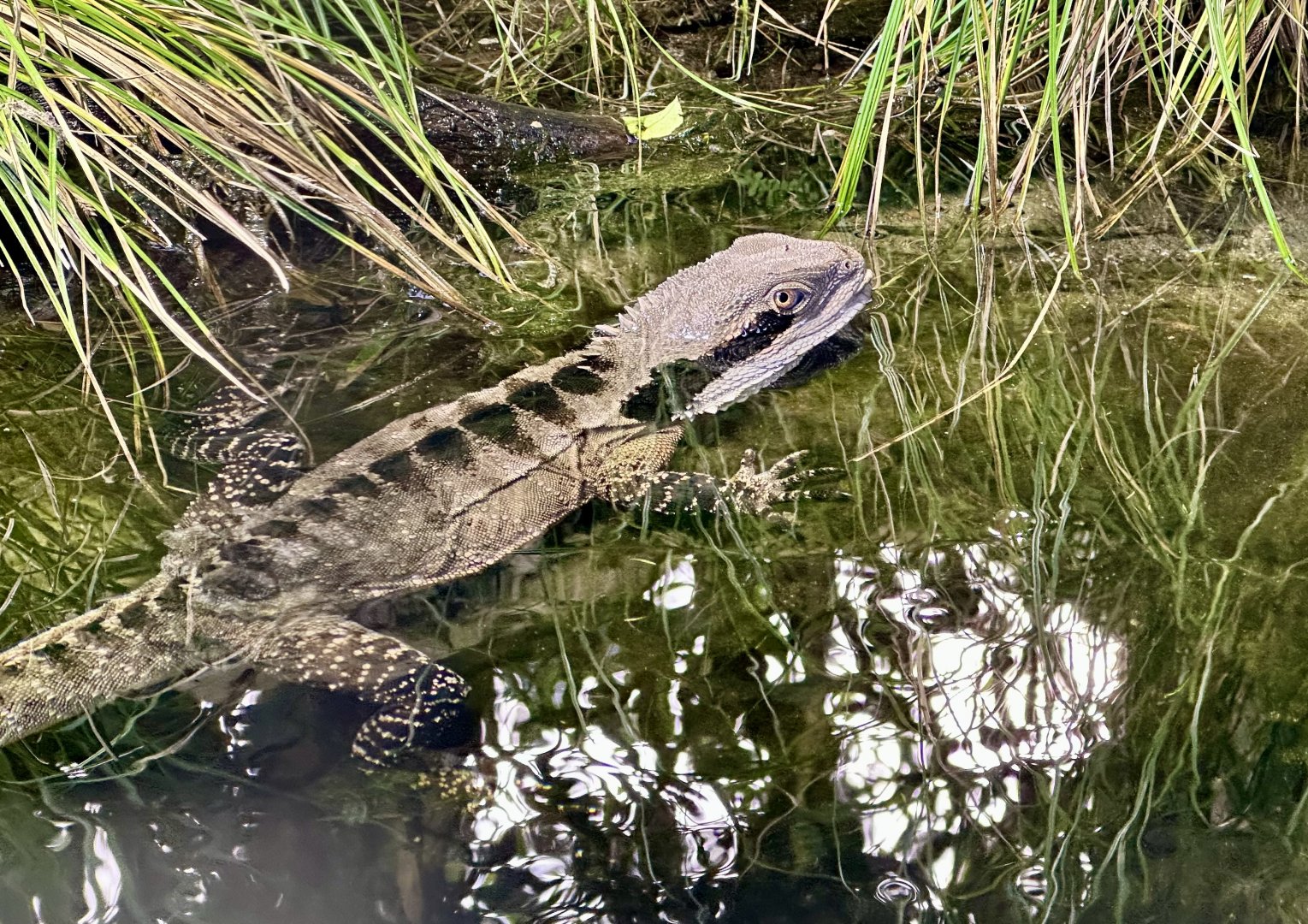 Eastern water dragon (Intellagama lesueurii lesueurii)