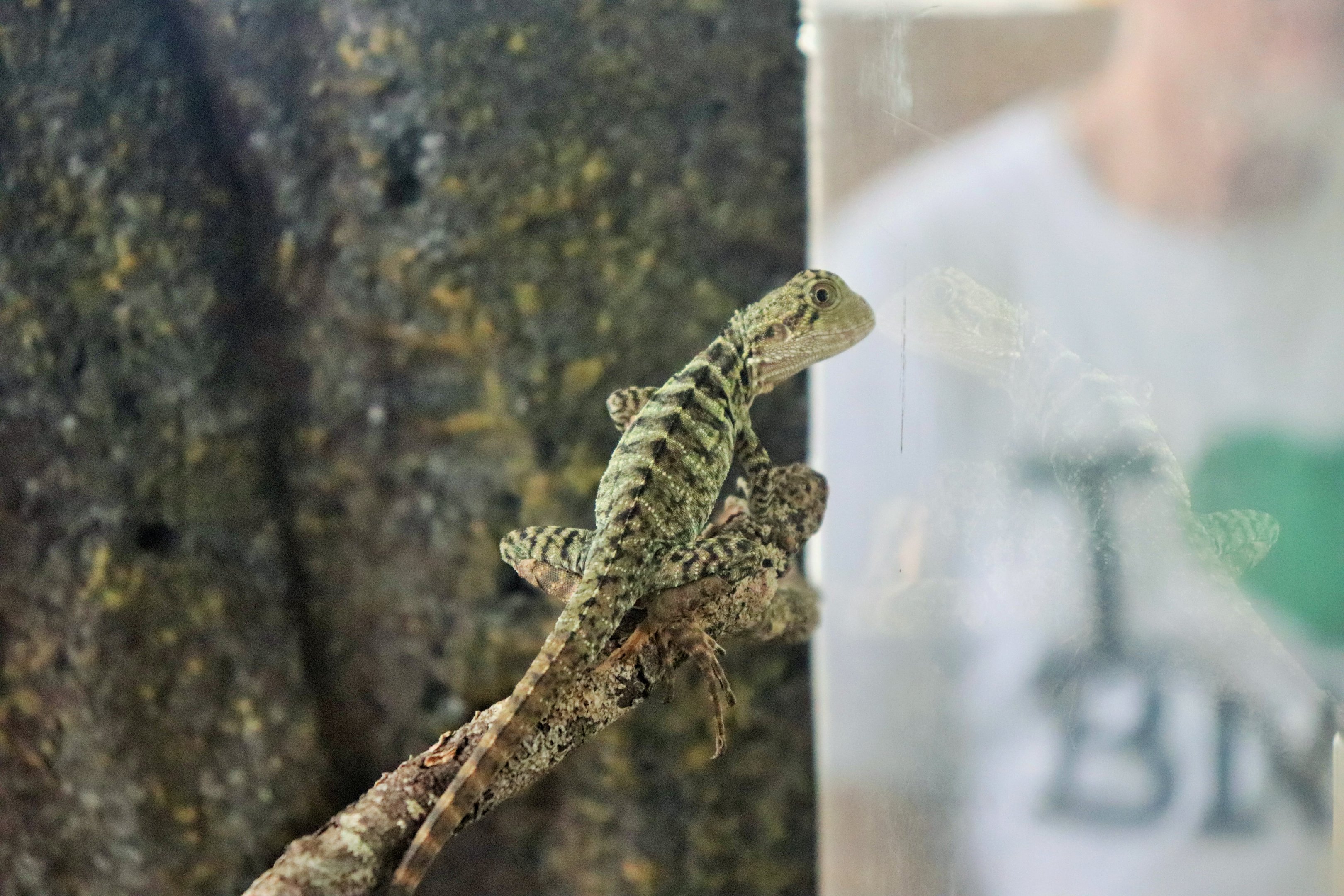 Eastern Water Dragon (Intellagama lesueurii)
