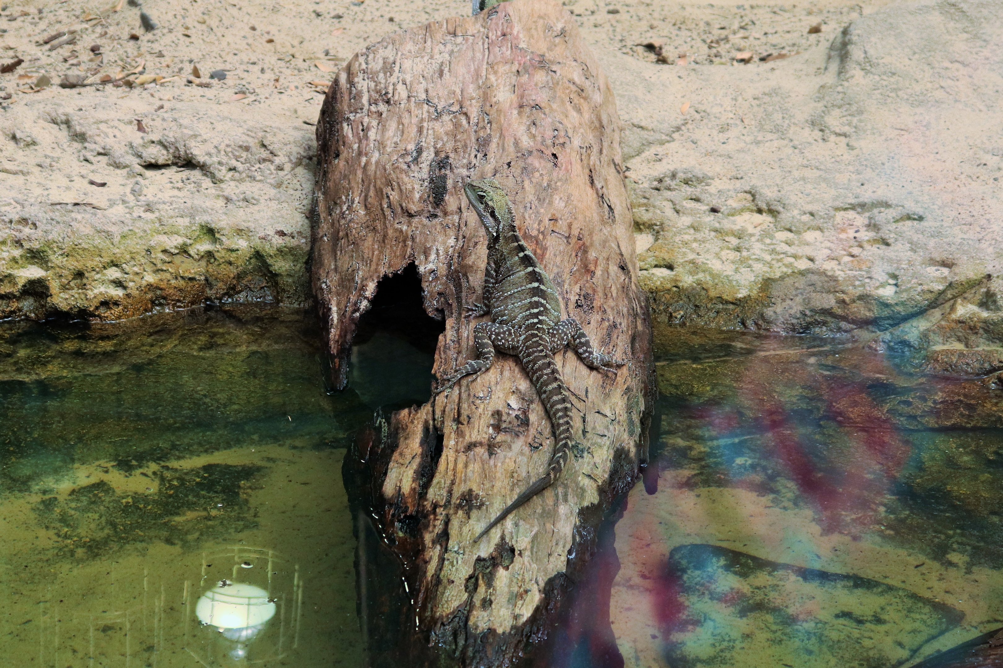 Eastern Water Dragon (Intellagama lesueurii)