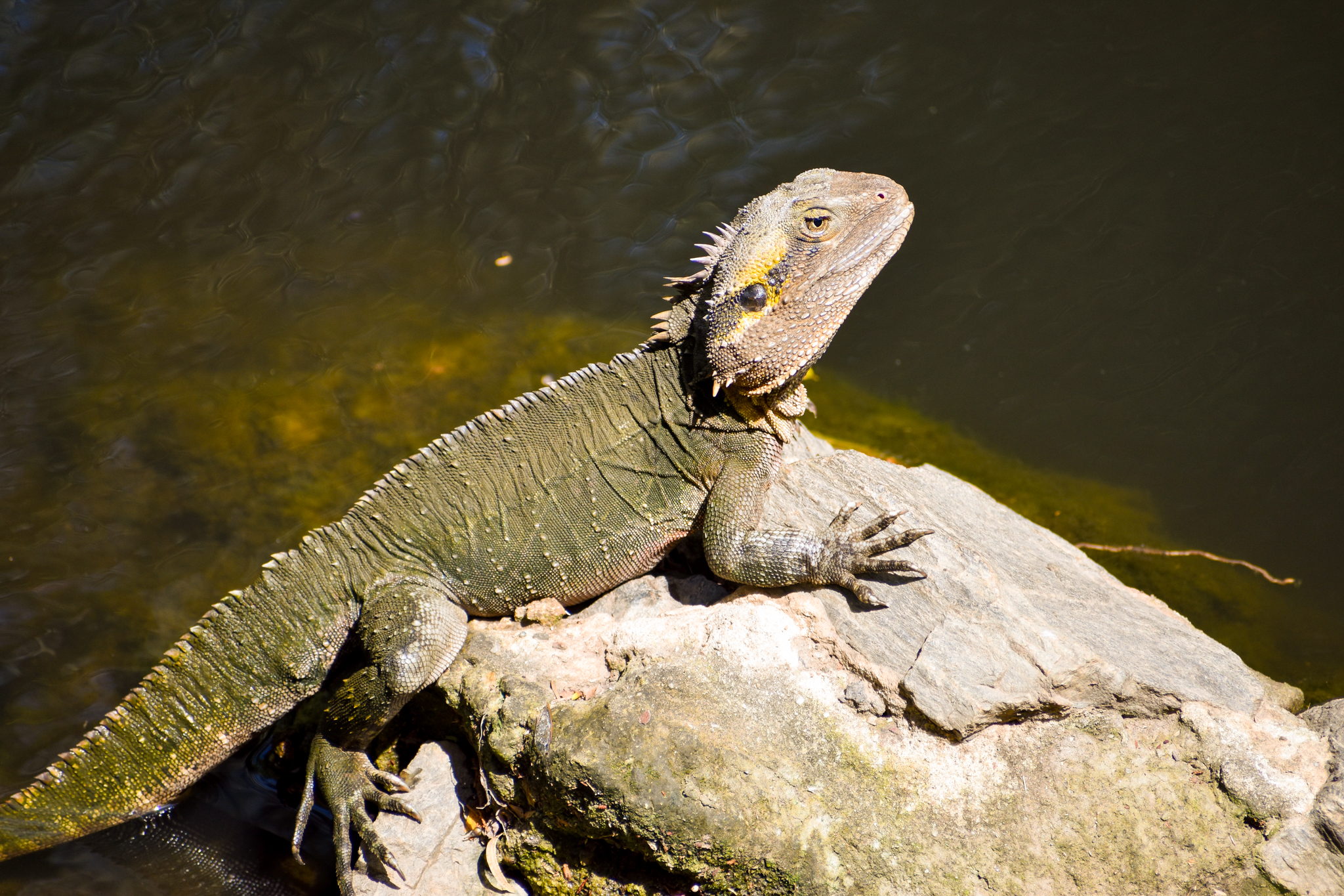 Eastern Water Dragon (Intellagama lesueurii)