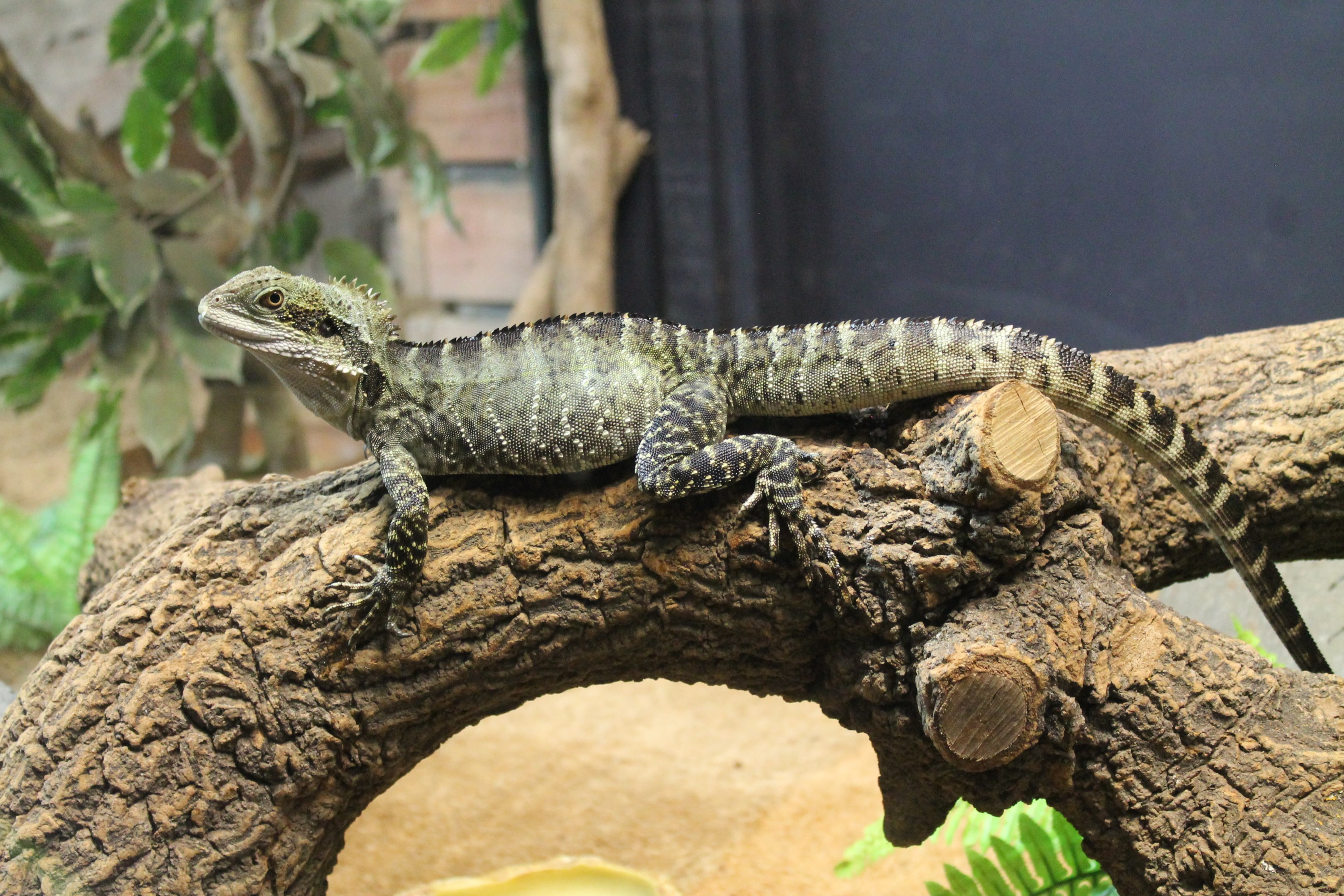 Eastern Water Dragon (Intellagama lesueurii)