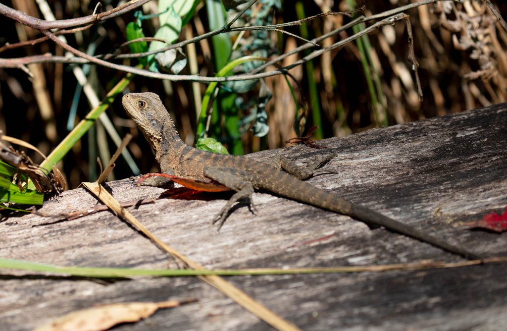 Eastern Water Dragon juvenile