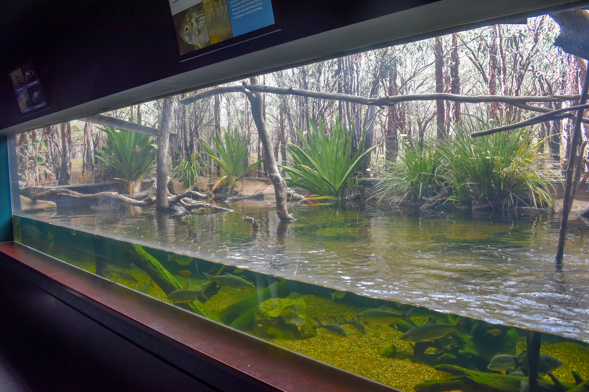Eastern Water Dragon/Long-necked Turtle Tank
