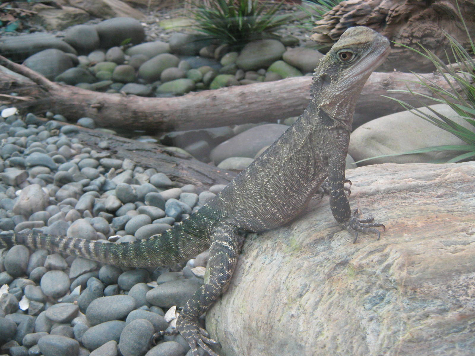 eastern water dragon (Physignathus leseuerii)