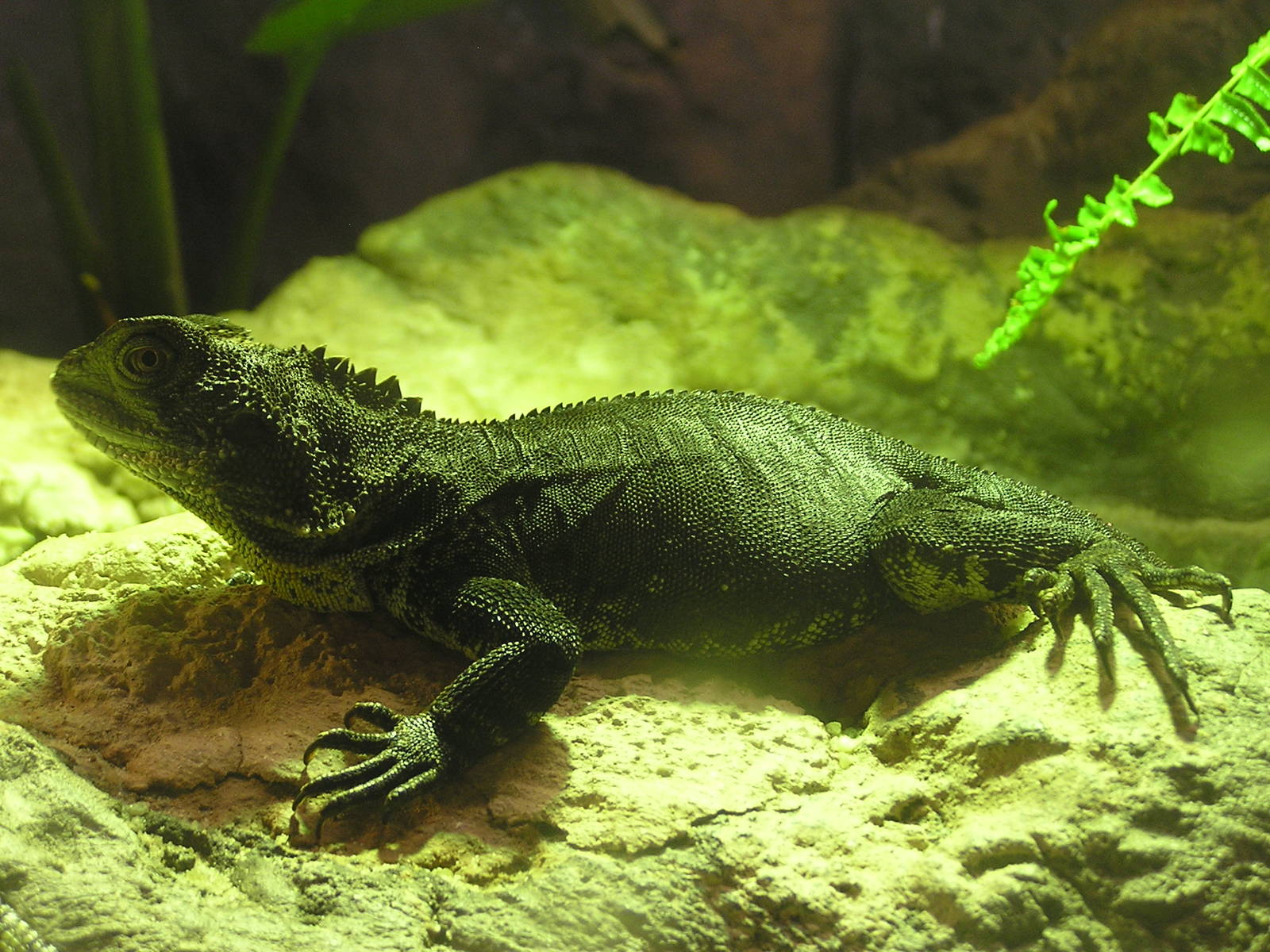 Eastern water dragon/ Physignathus lesueurii howittii