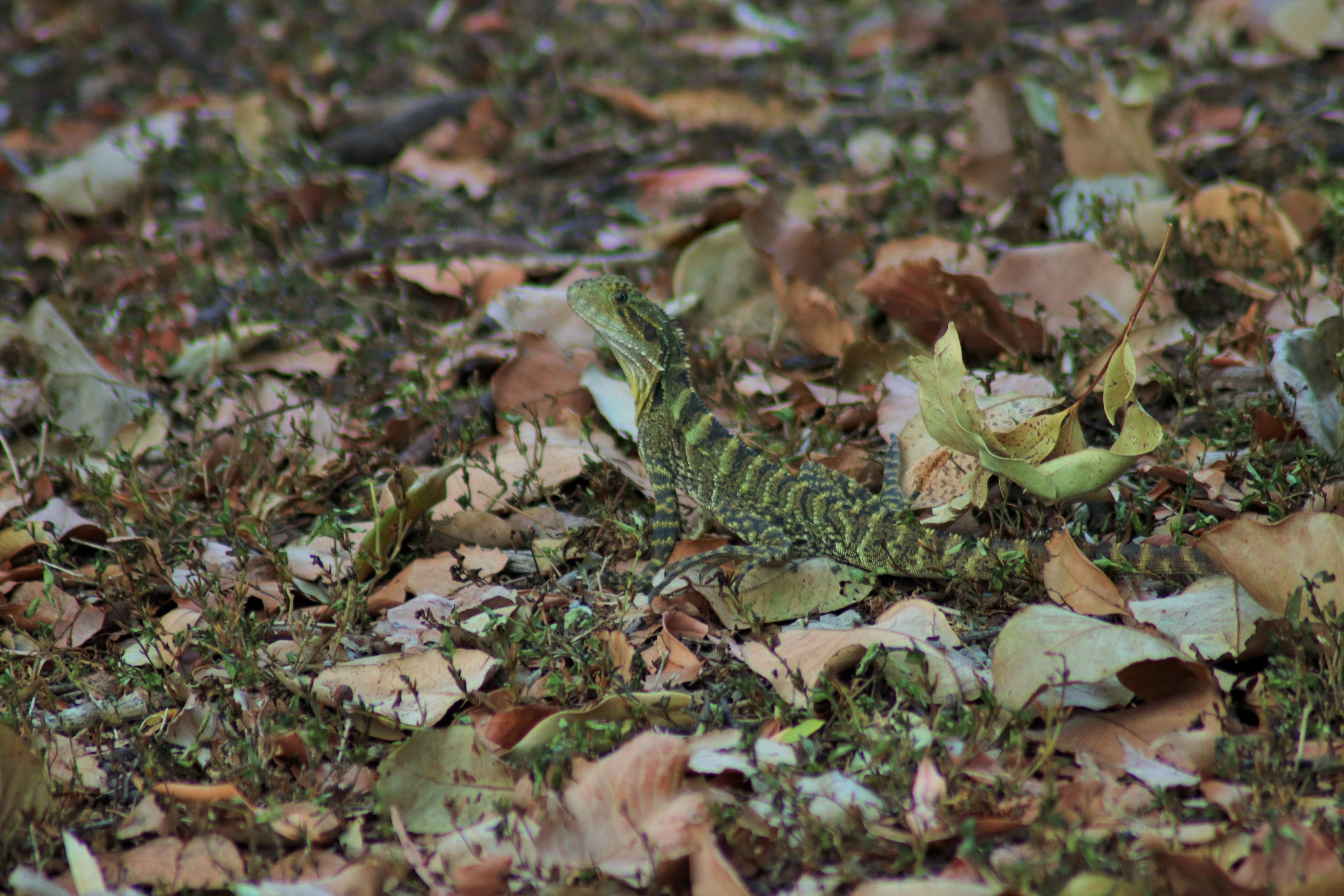 Eastern Water Dragon (Physignathus lesueurii lesueurii)