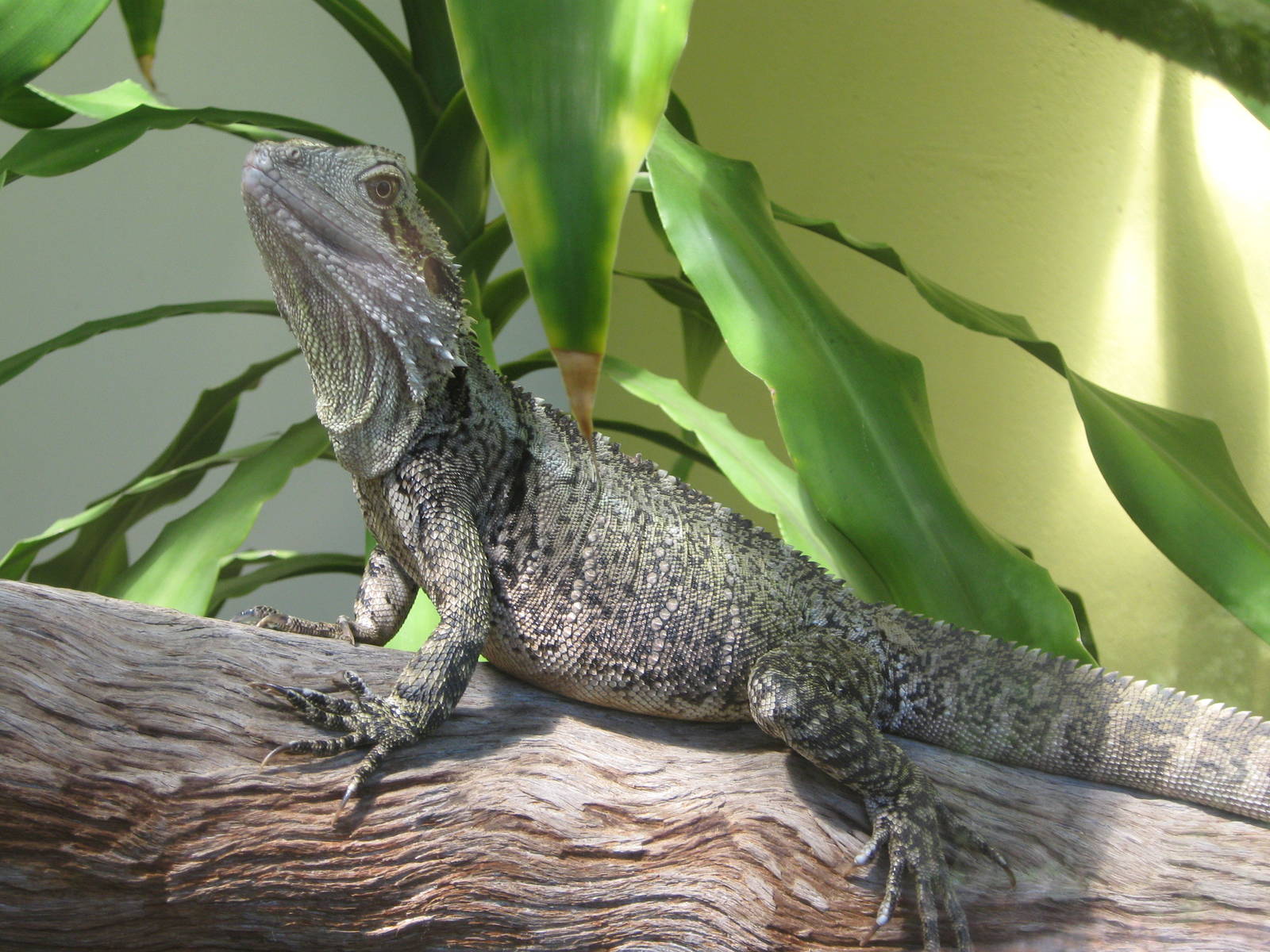 eastern water dragon (Physignathus lesueurii)