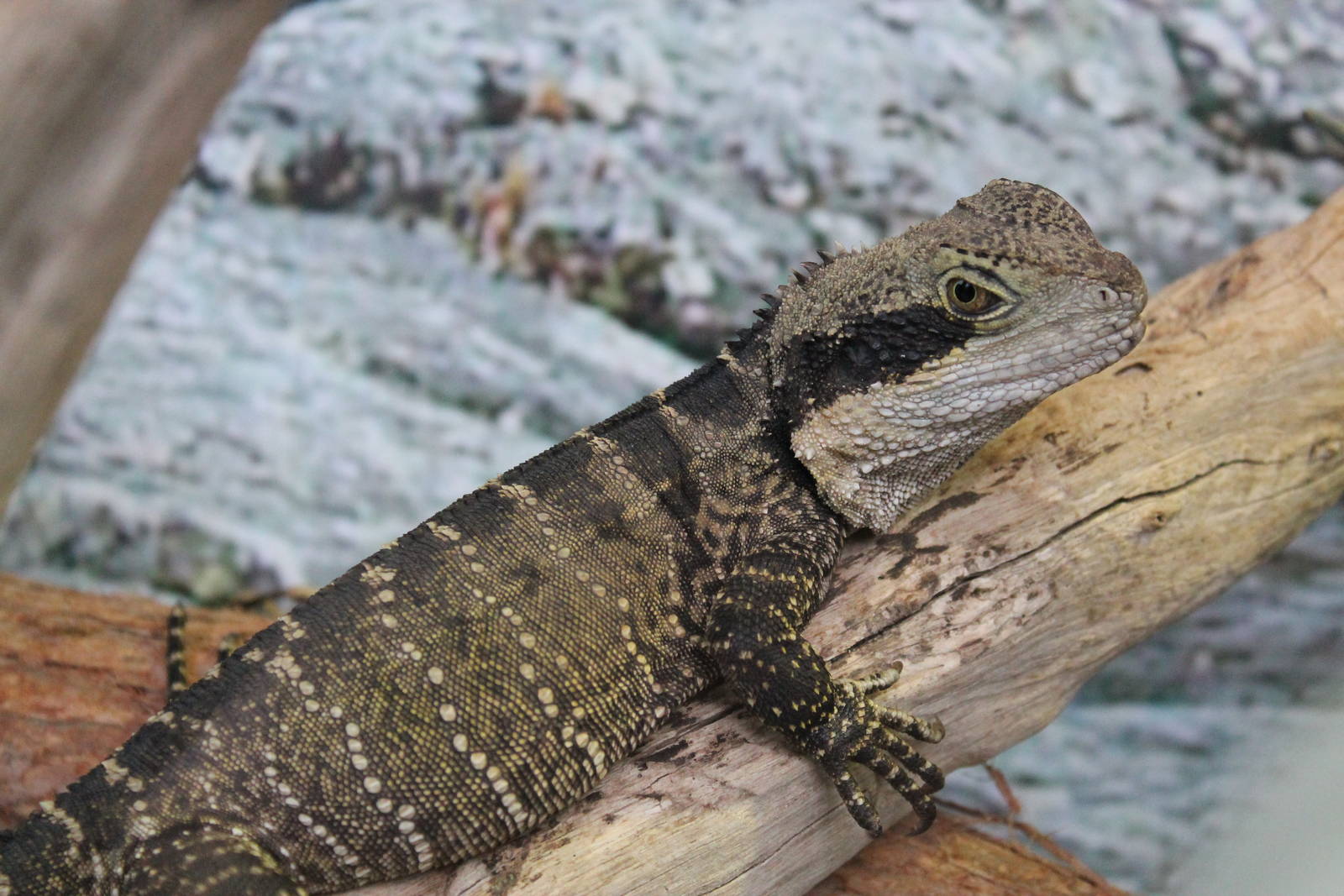 Eastern water dragon (Physignathus lesueurii)