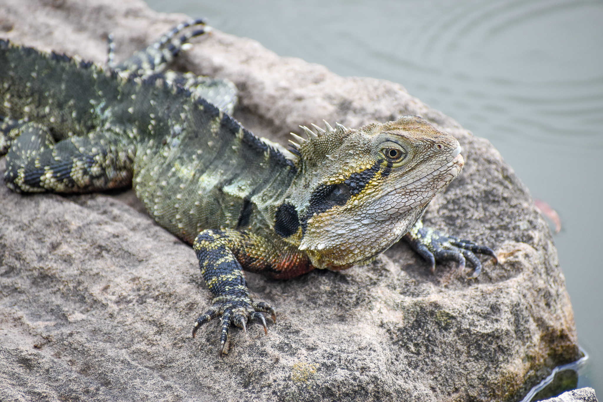 Eastern Water Dragon (Physignathus lesueurii)