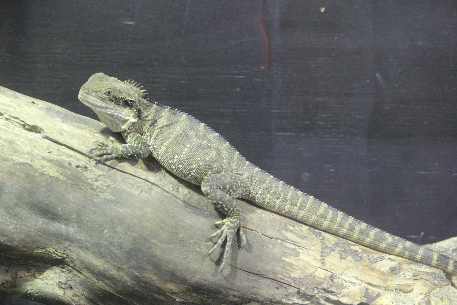 Eastern Water Dragon, Rainbow Springs
