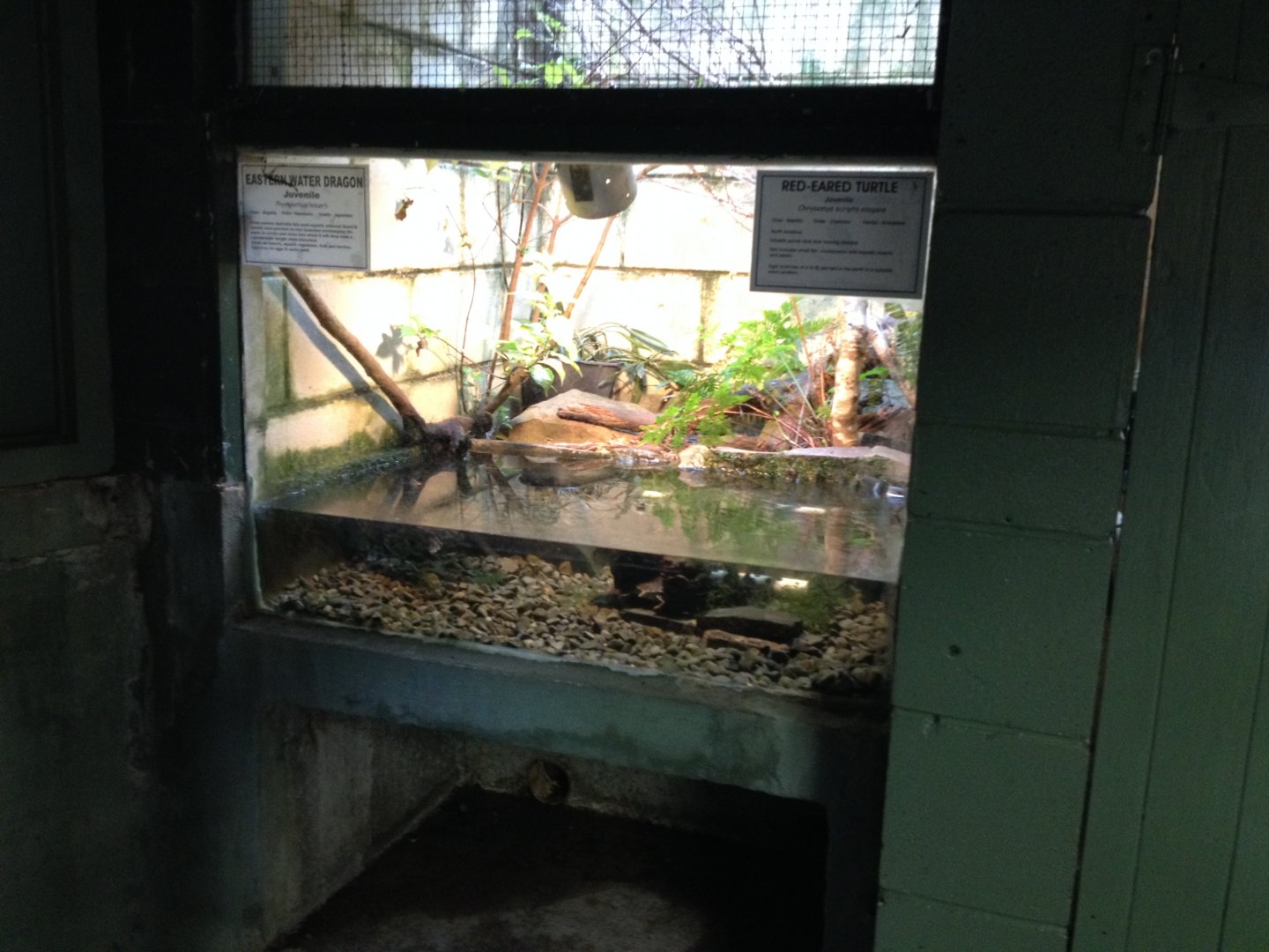 Eastern Water Dragon & Red-eared Slider tank