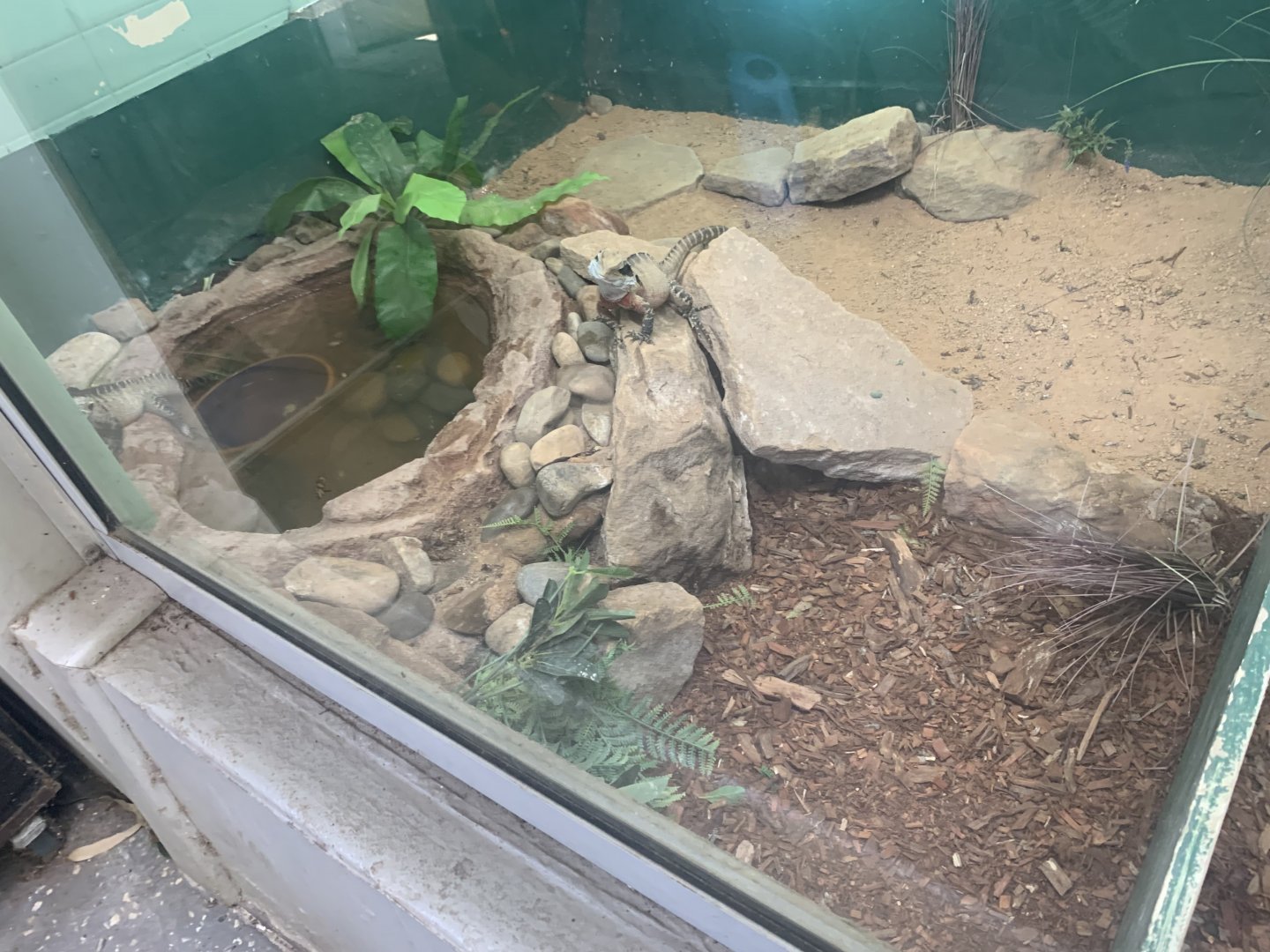 Eastern Water Dragon seen through ≈1 metre high viewing glass in the 'Dragon House'