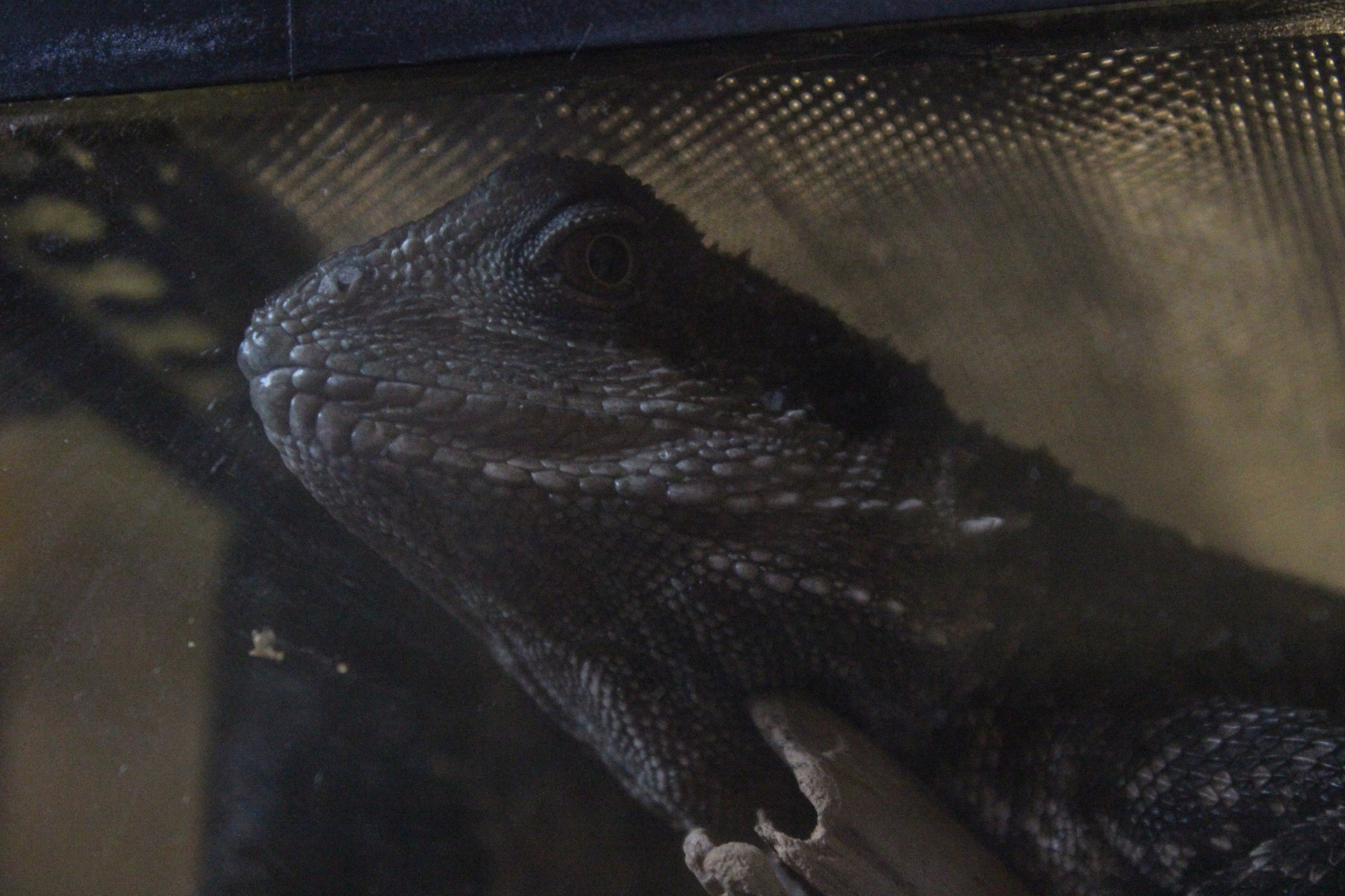 Eastern Water Dragon, The Dinosaur House (Raetihi)