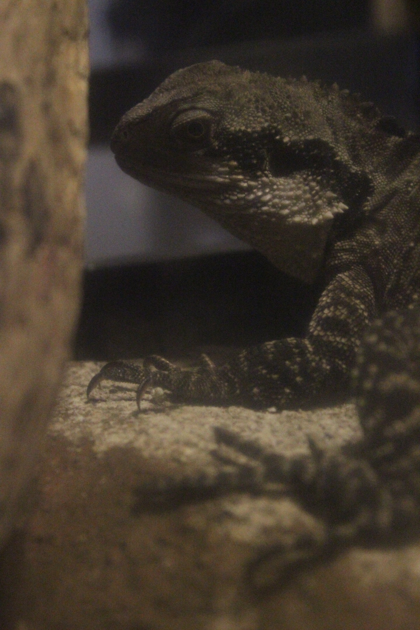 Eastern Water Dragon, The Dinosaur House (Raetihi)