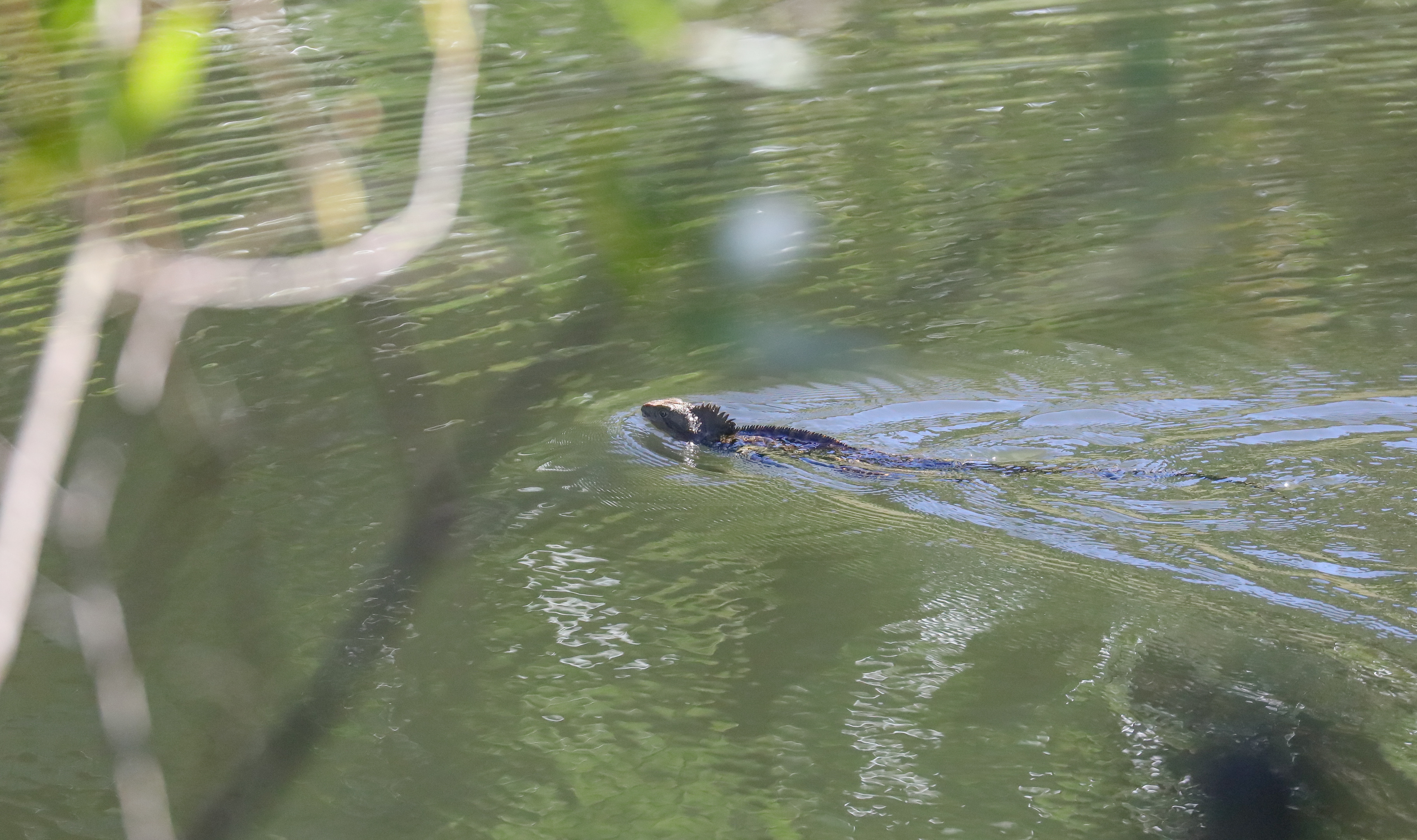 Eastern Water Dragon (wild)