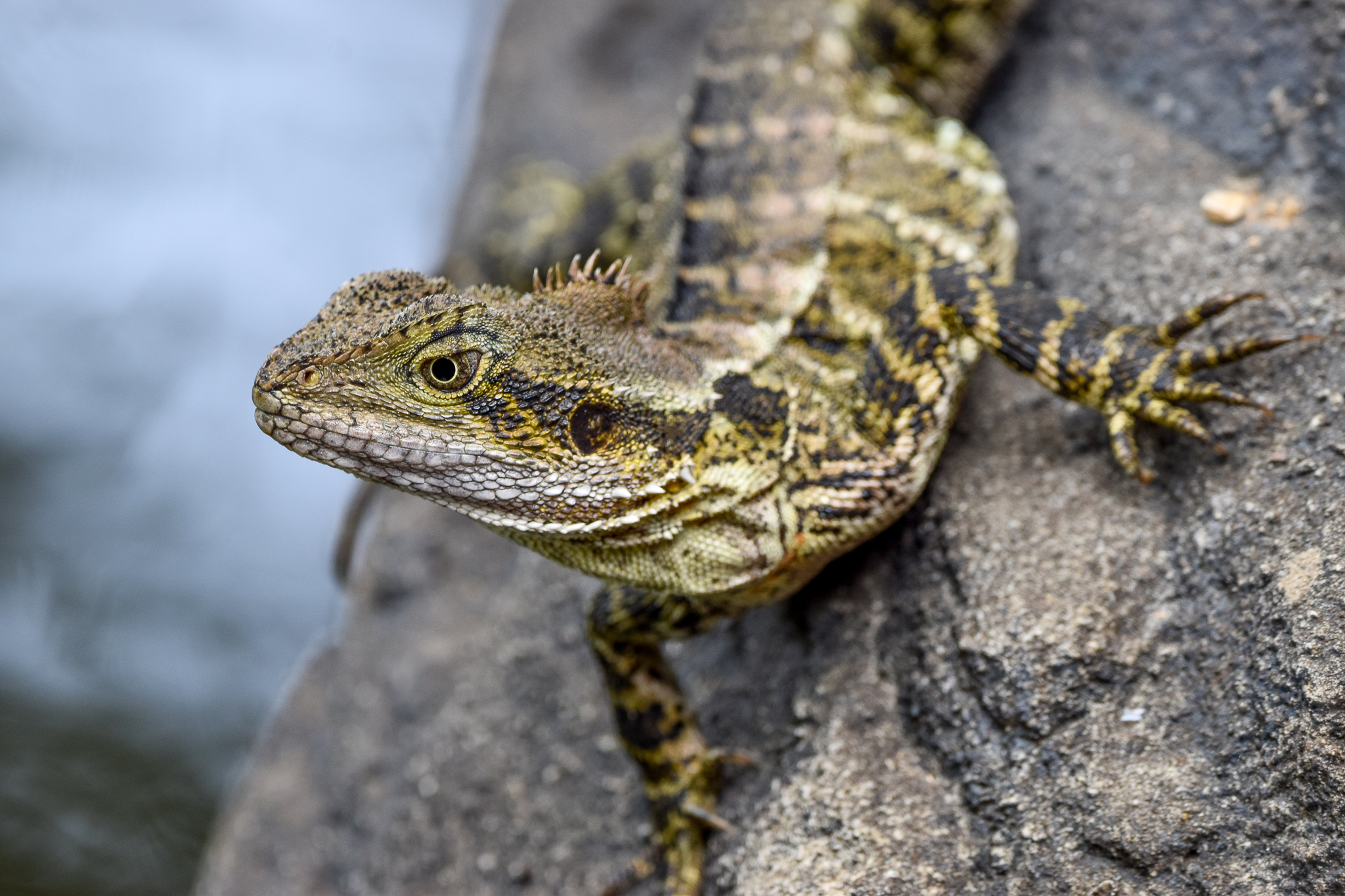 Eastern Water Dragon - wild