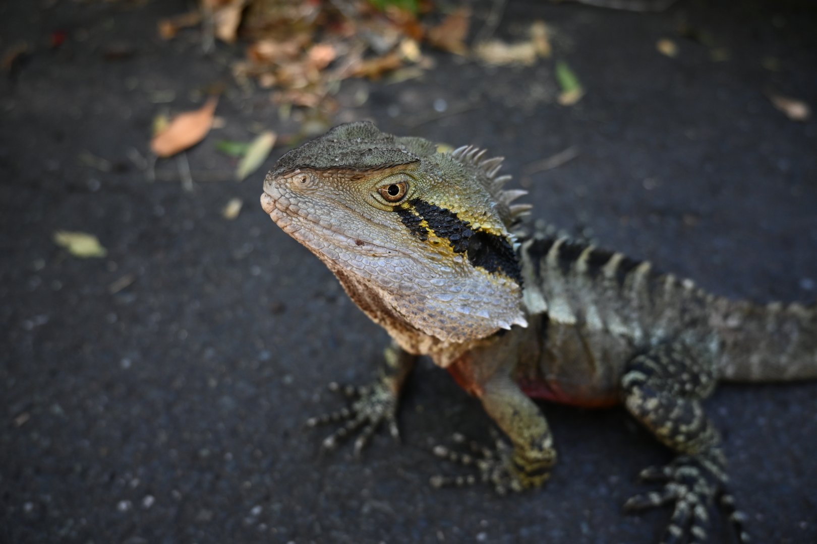 Eastern Water Dragon - wild