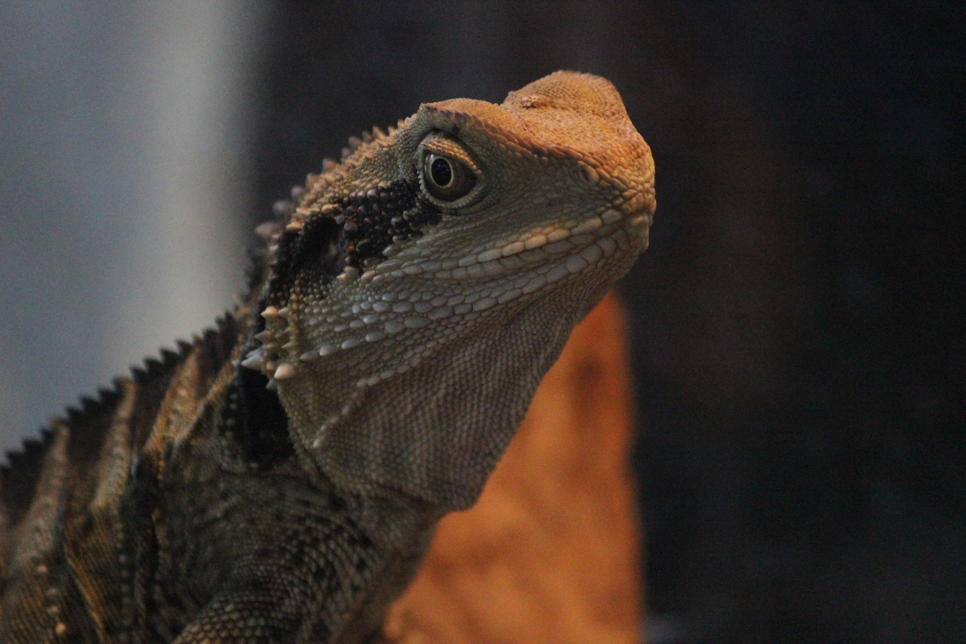 Eastern Water Dragon, Wildlife Foxton Trust
