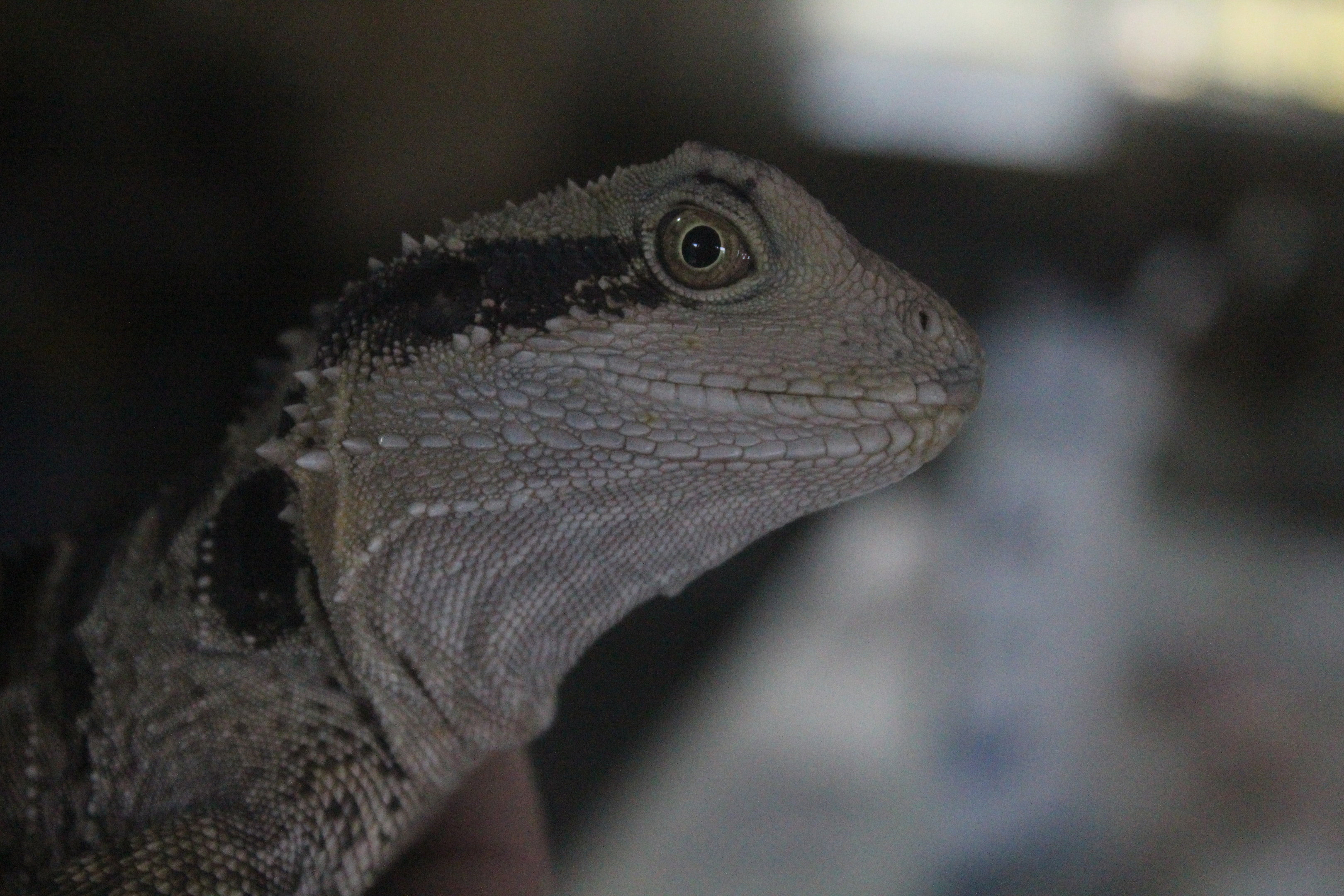 Eastern Water Dragon, Wildlife Foxton Trust