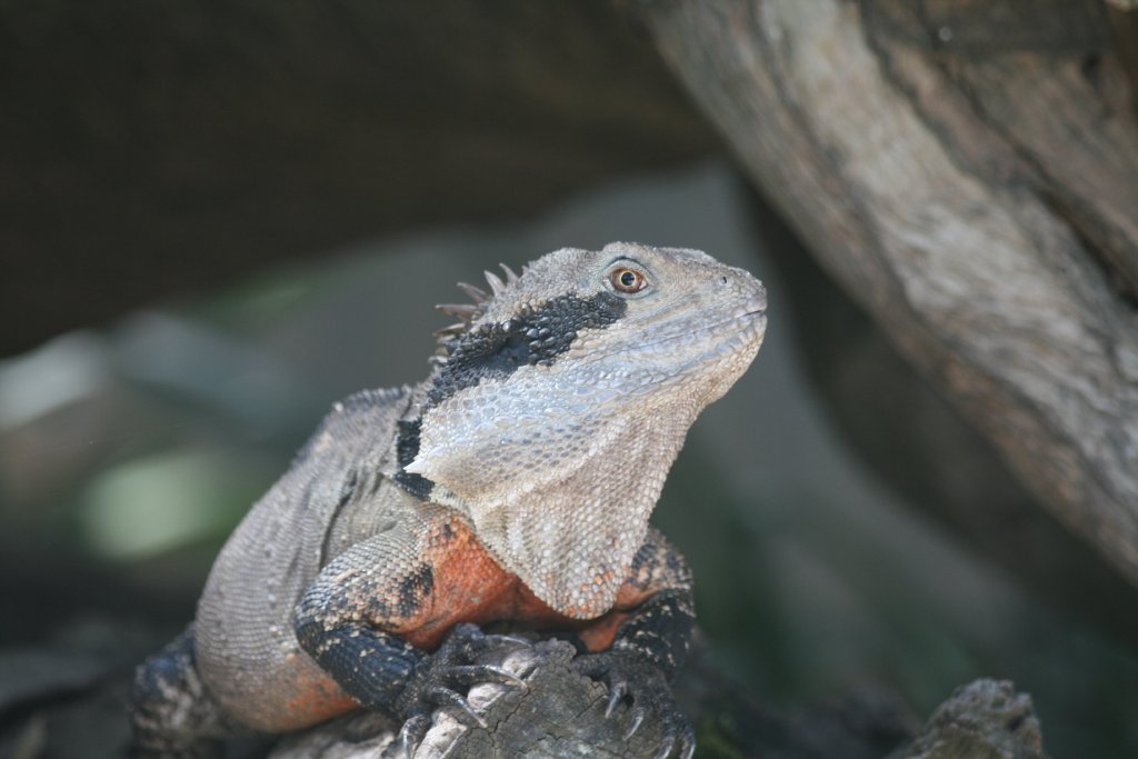 Eastern Water Dragon