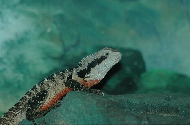 Eastern Water Dragon