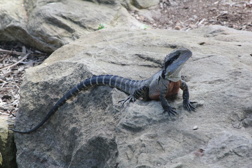 Eastern Water Dragon
