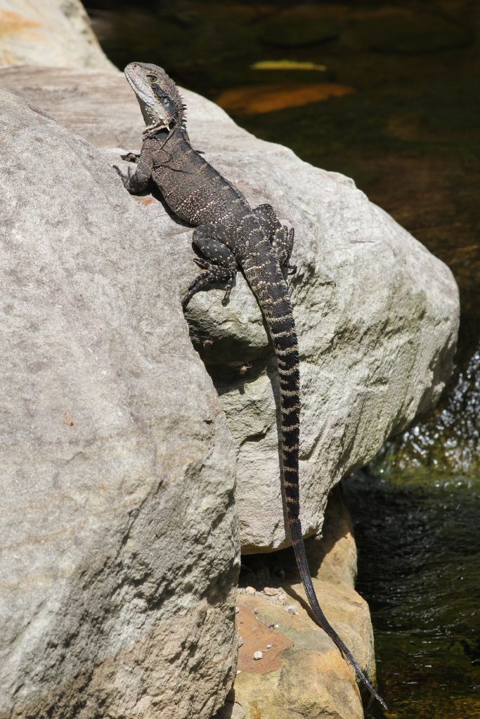 Eastern Water Dragon