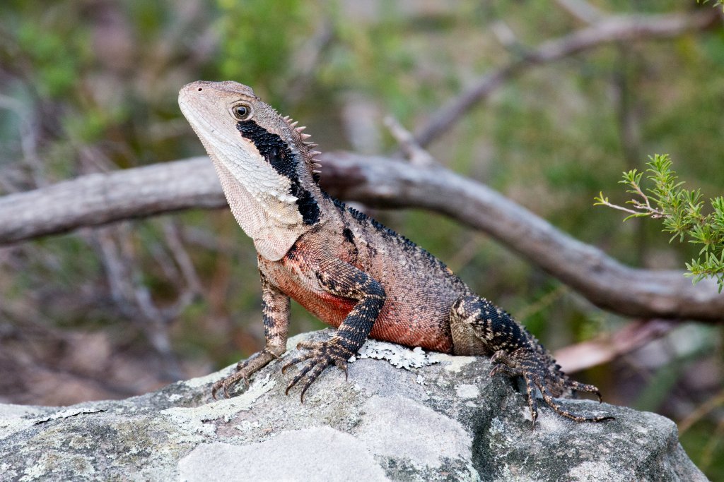 Eastern Water Dragon