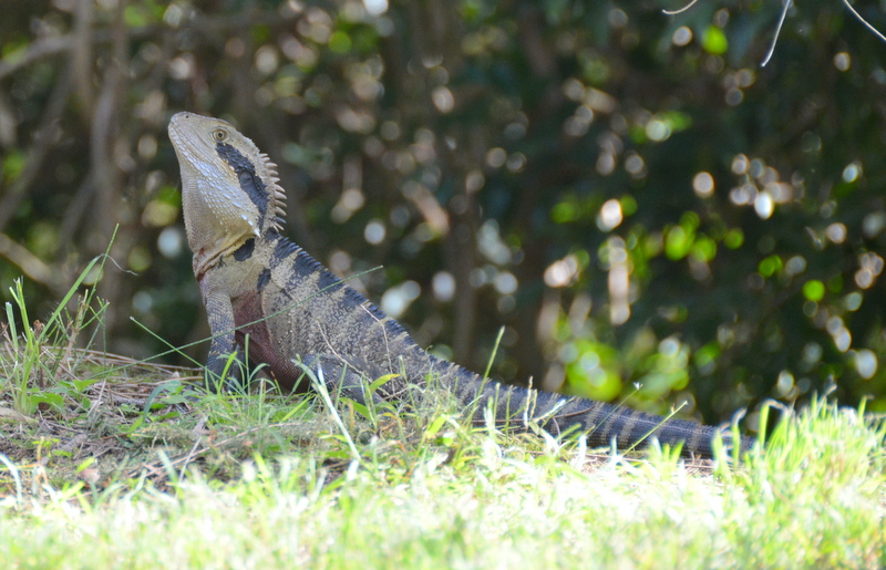 Eastern water dragon