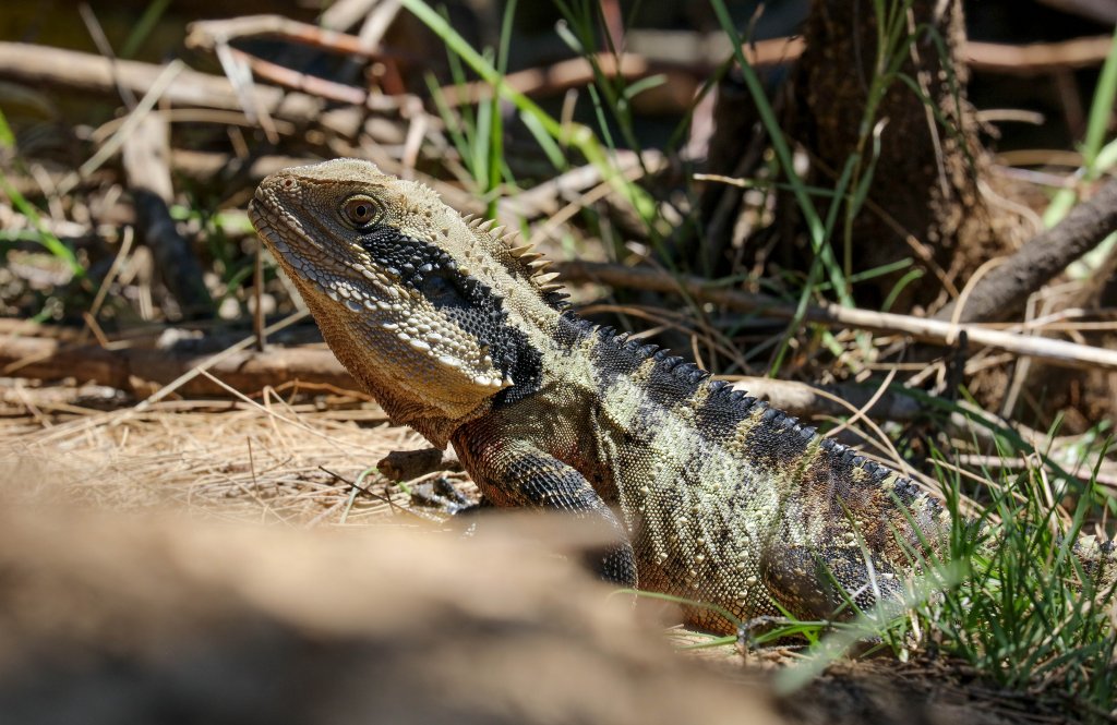 Eastern Water Dragon