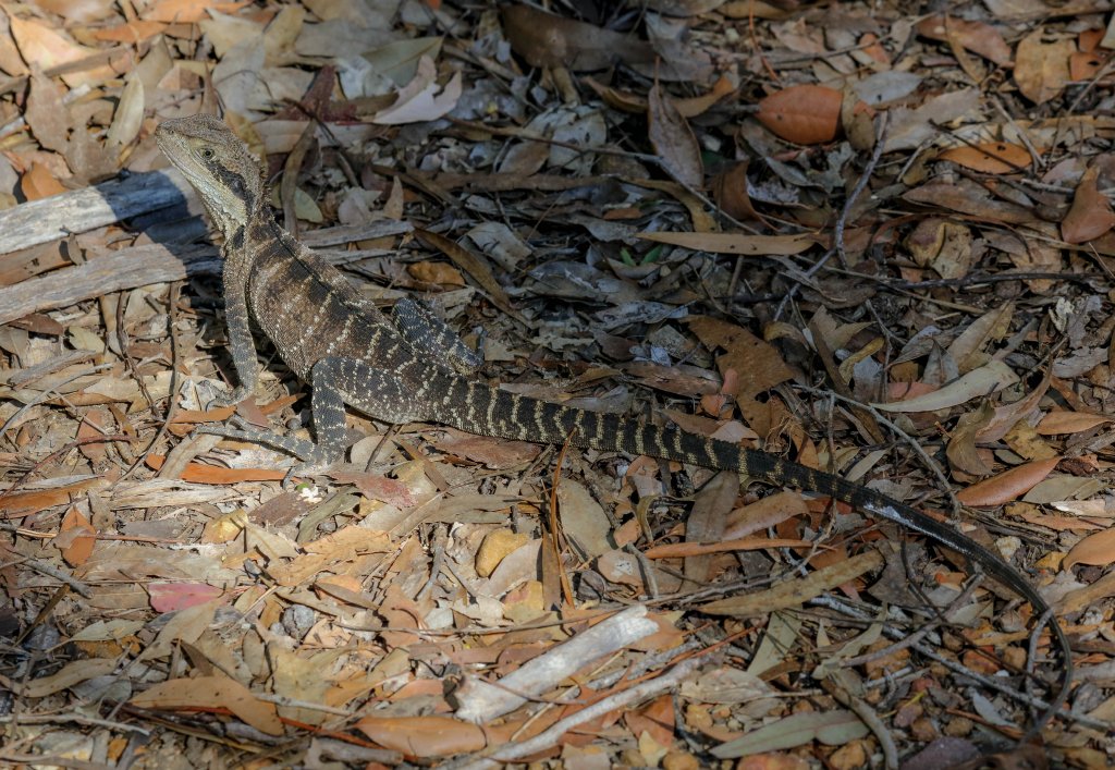 Eastern Water Dragon