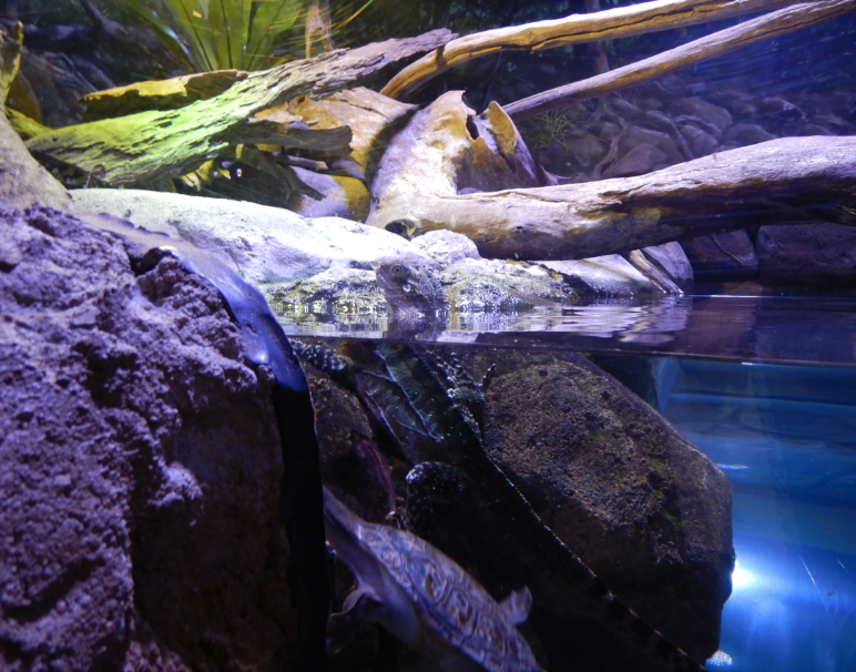 Eastern Water Dragon