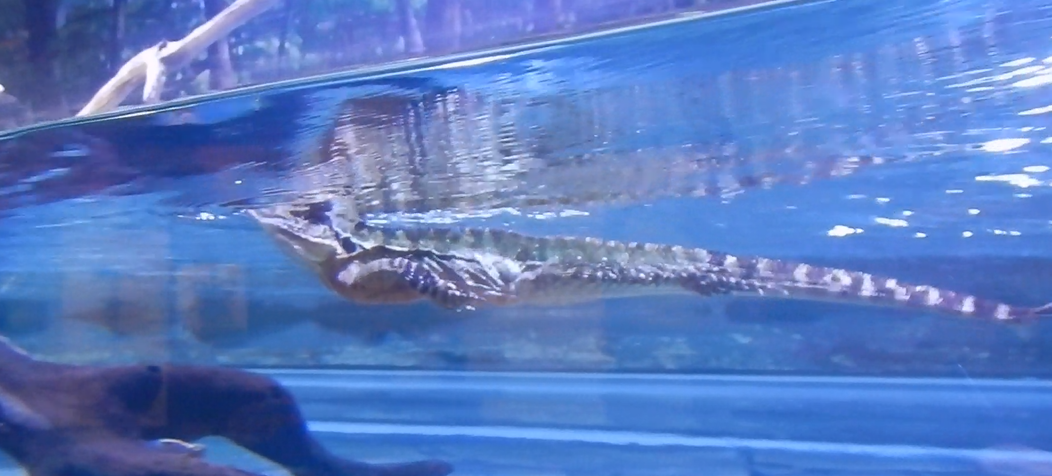 Eastern Water Dragon