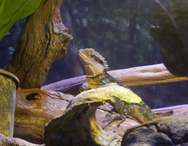 Eastern Water Dragon