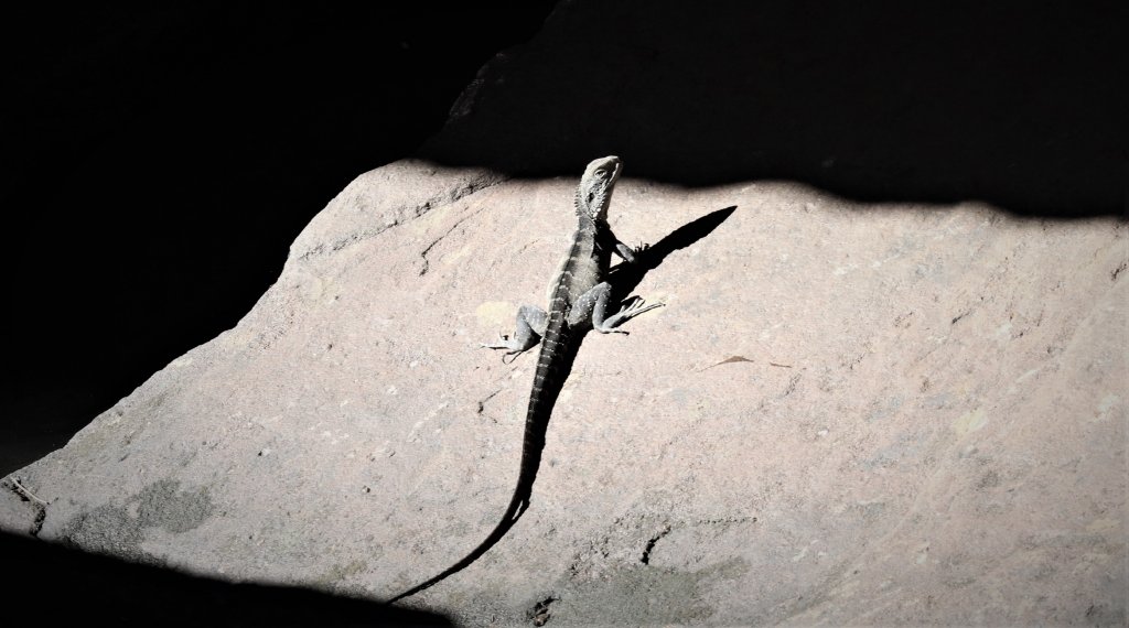 Eastern Water Dragon