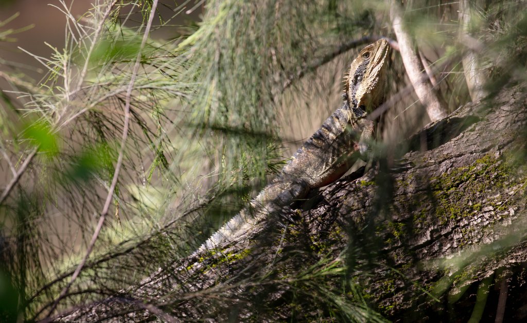 Eastern Water Dragon
