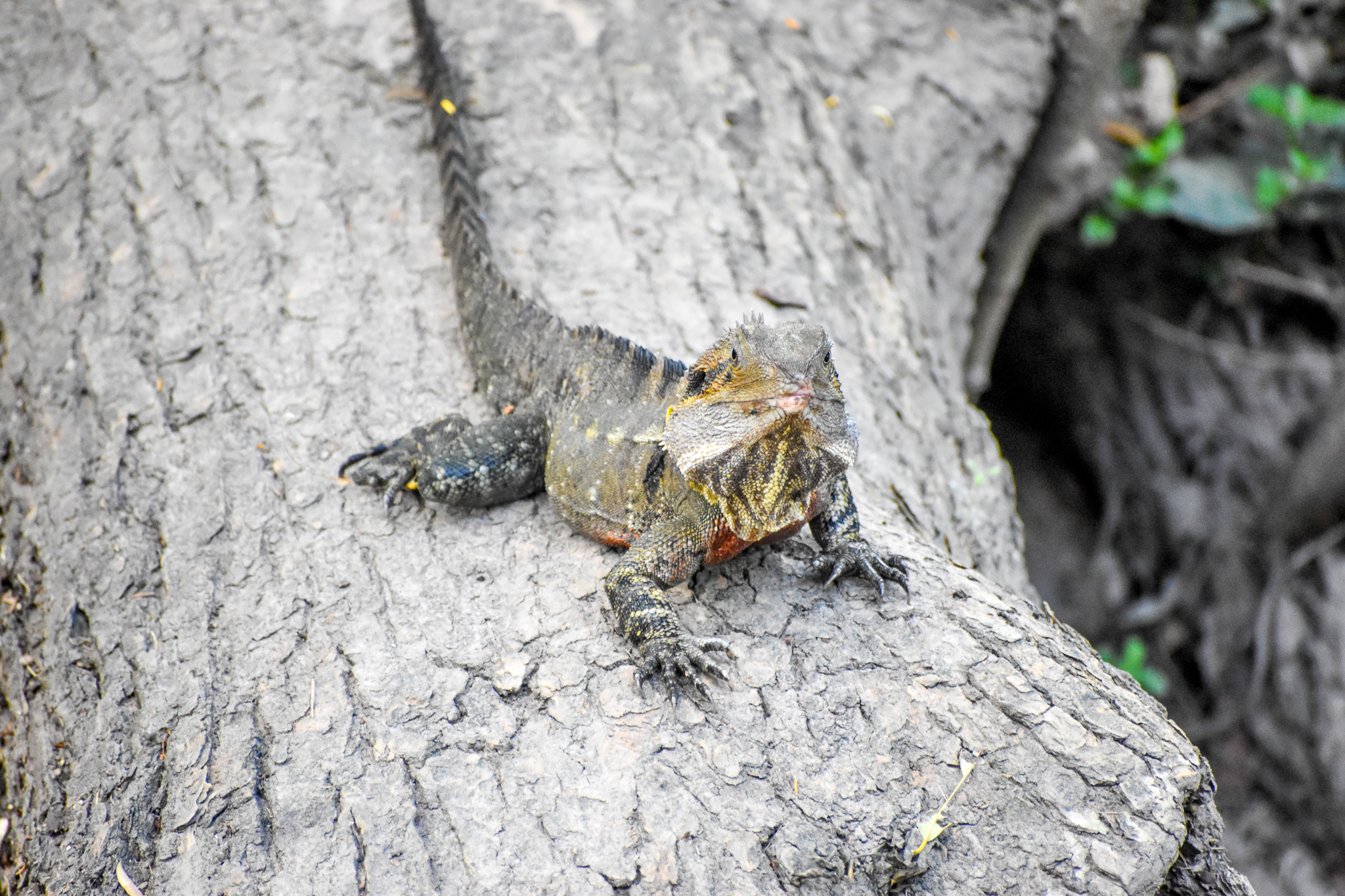 Eastern Water Dragon