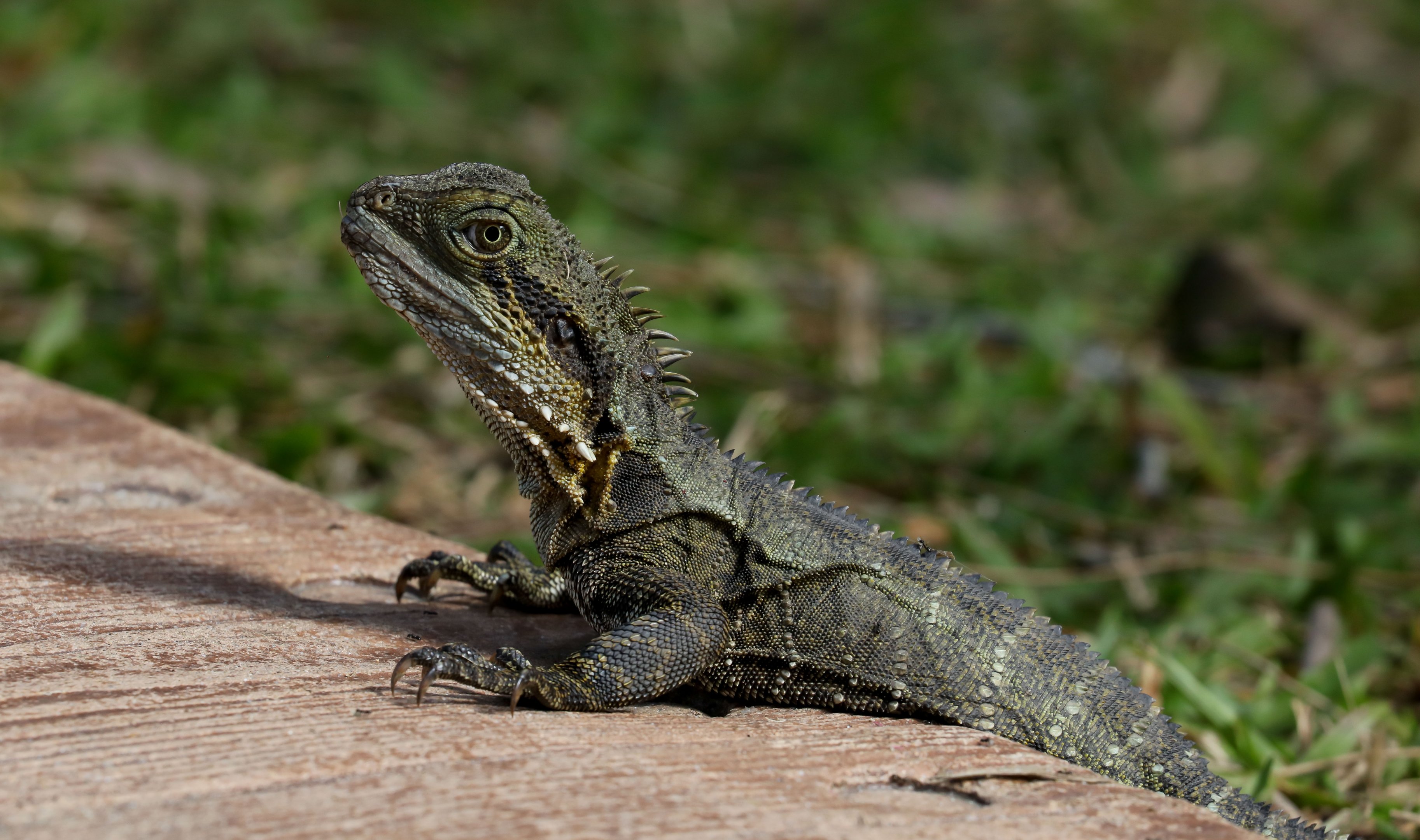 Eastern Water Dragon