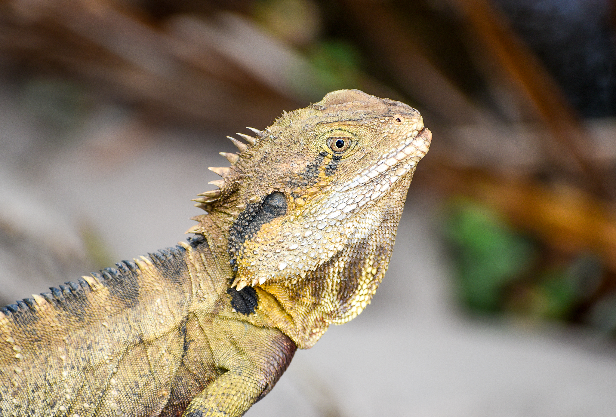 Eastern Water Dragon
