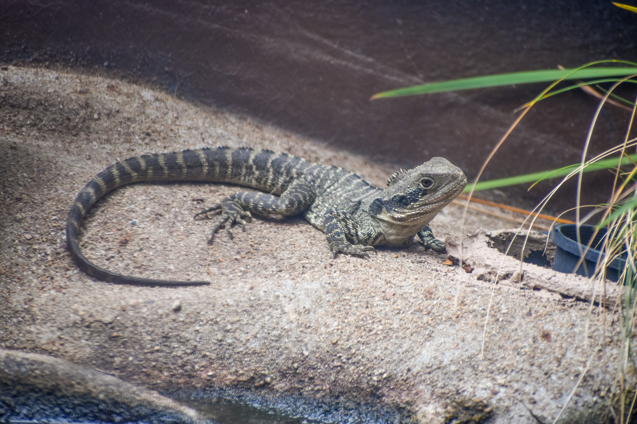 Eastern Water Dragon