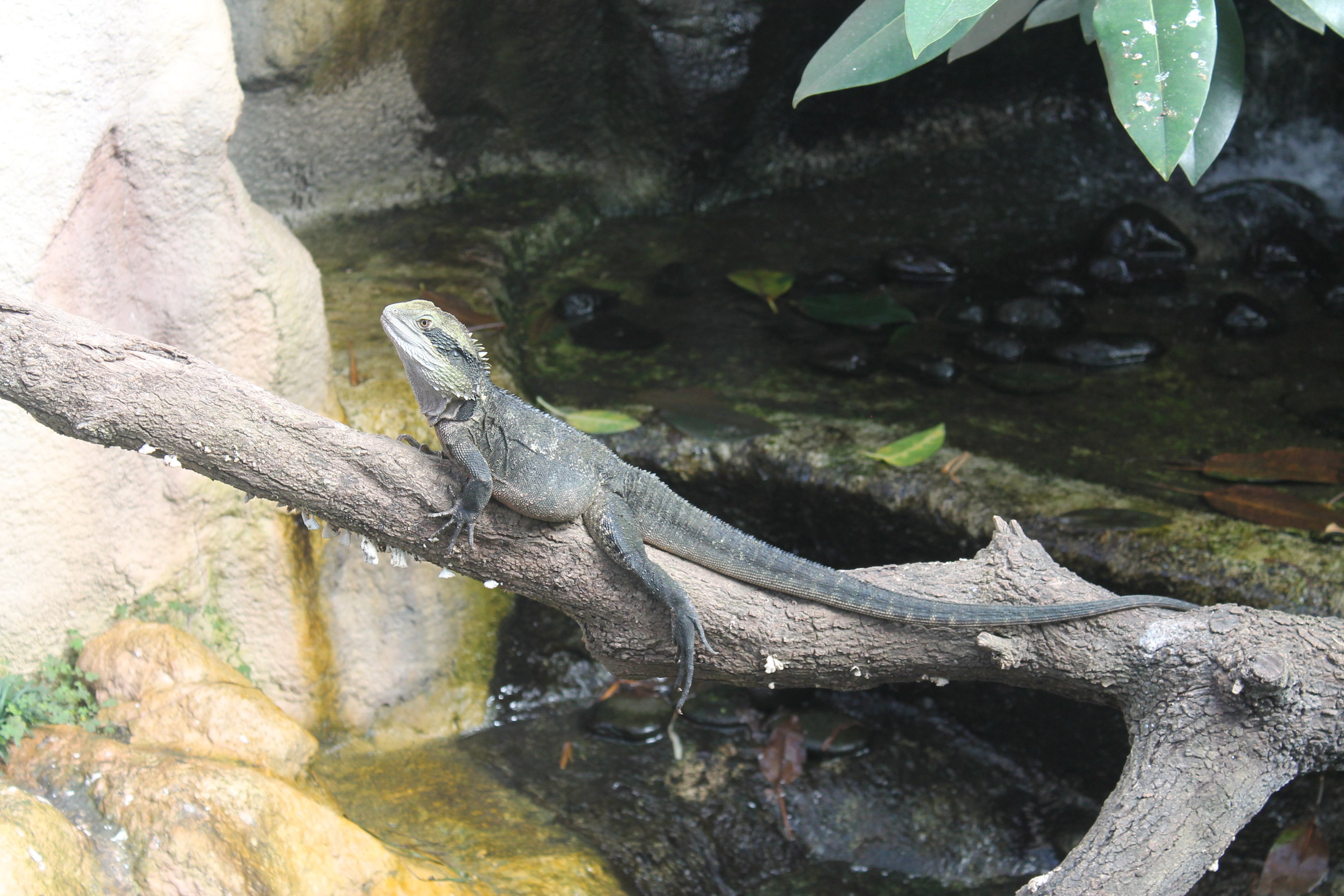Eastern Water Dragon