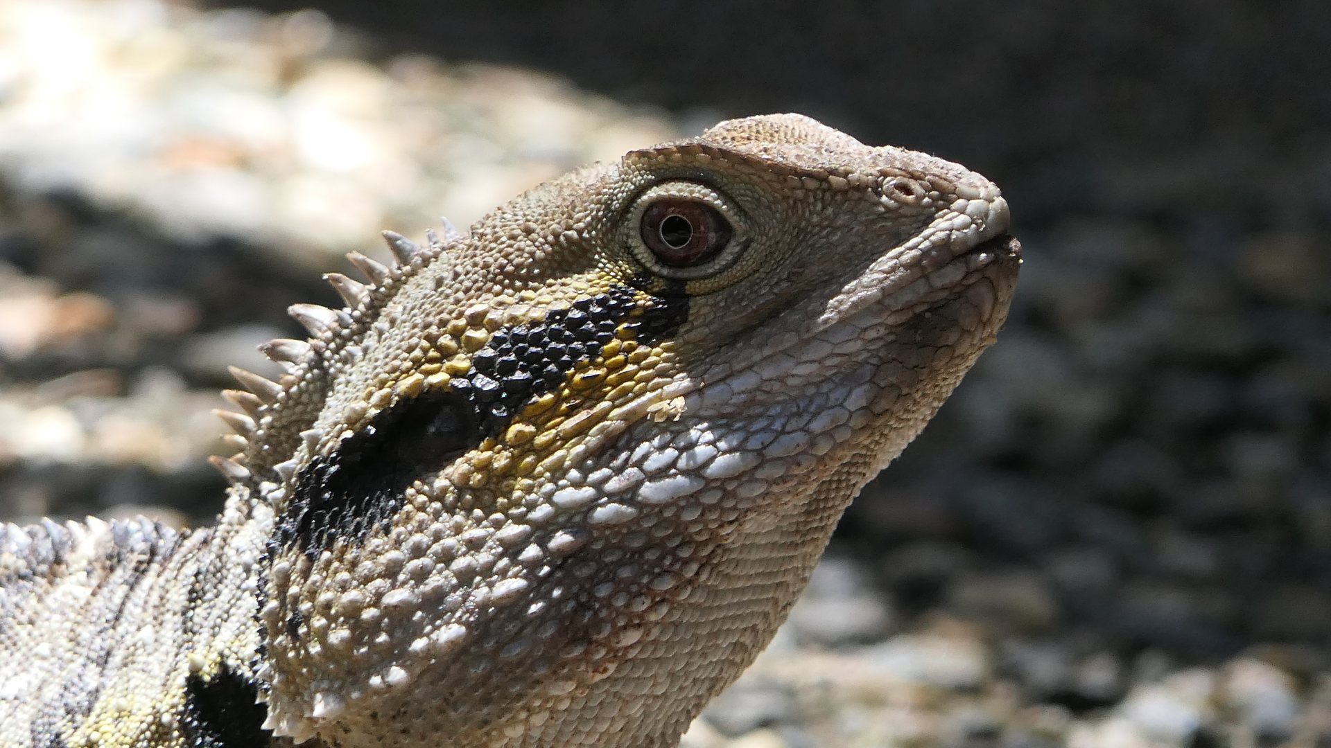 Eastern Water Dragon
