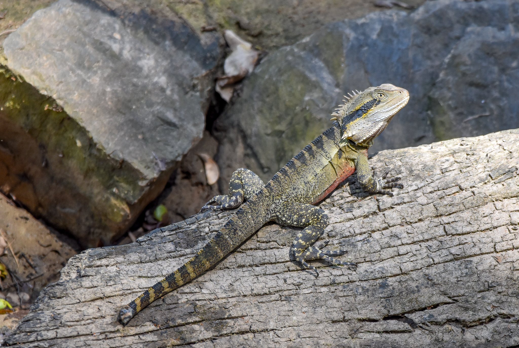 Eastern Water Dragon