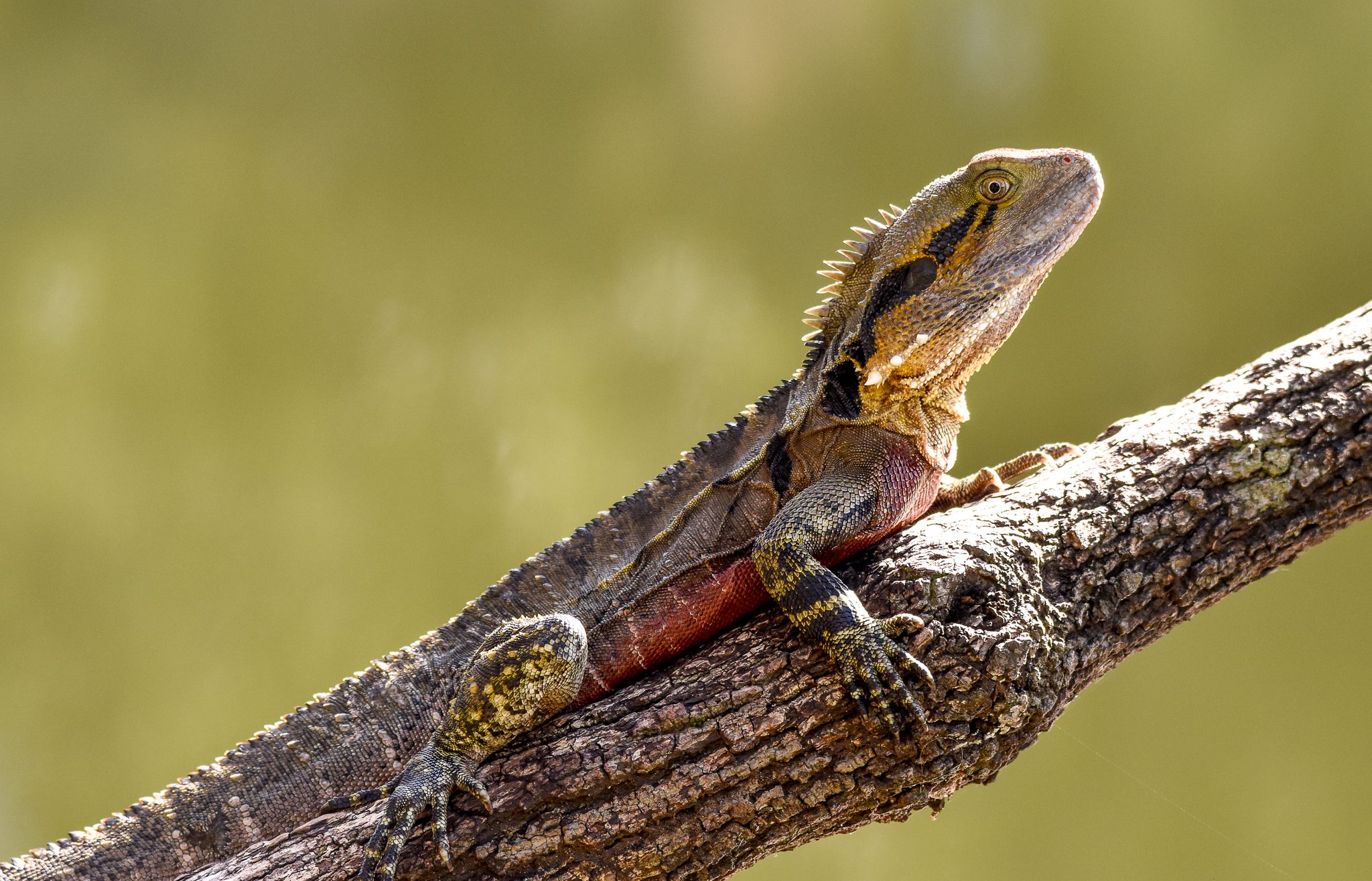 Eastern Water Dragon