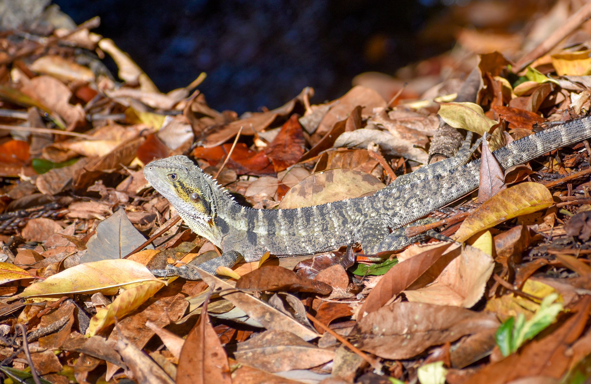 Eastern Water Dragon