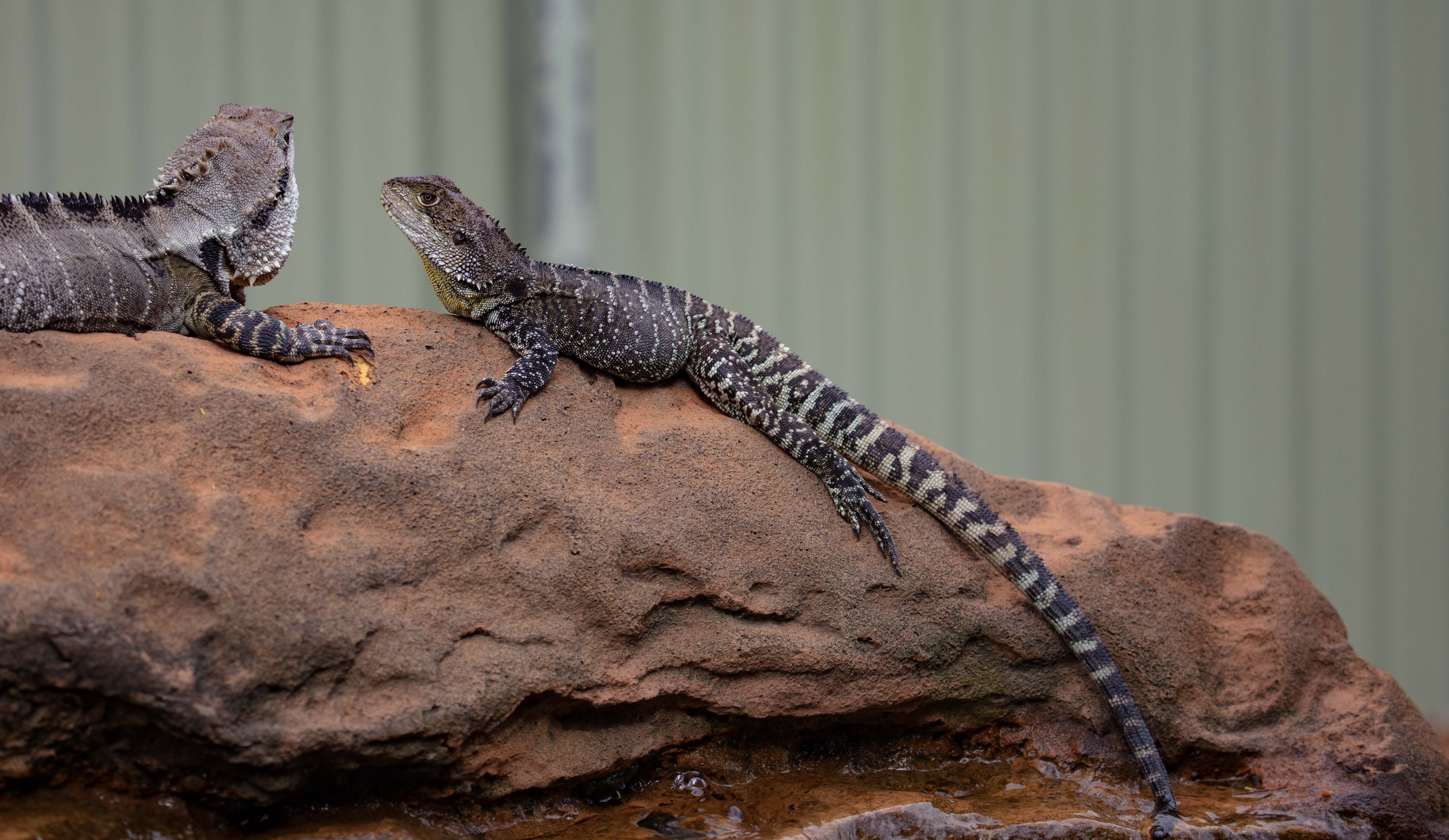 Eastern Water Dragon