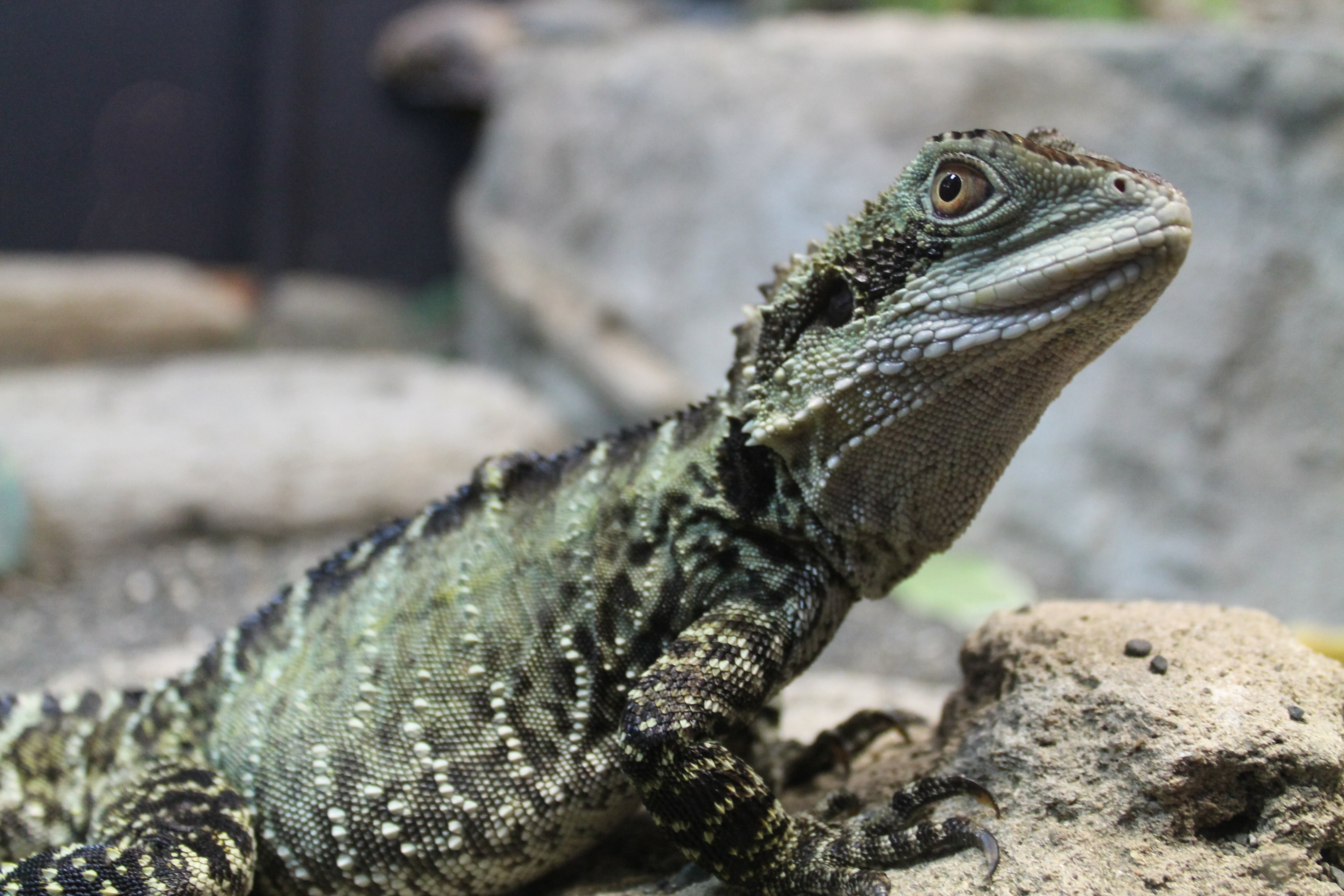 Eastern Water Dragon