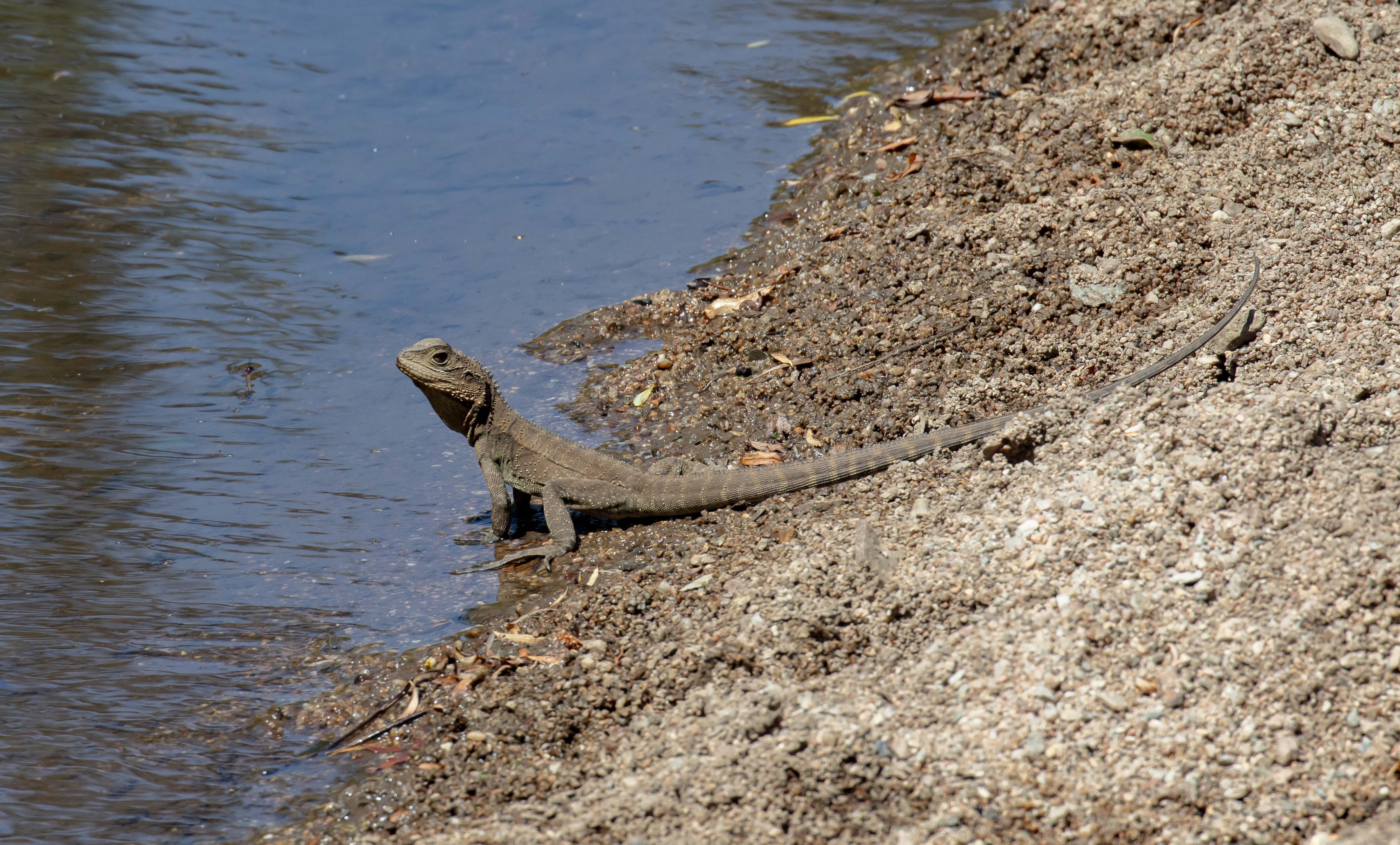 Eastern Water Dragon