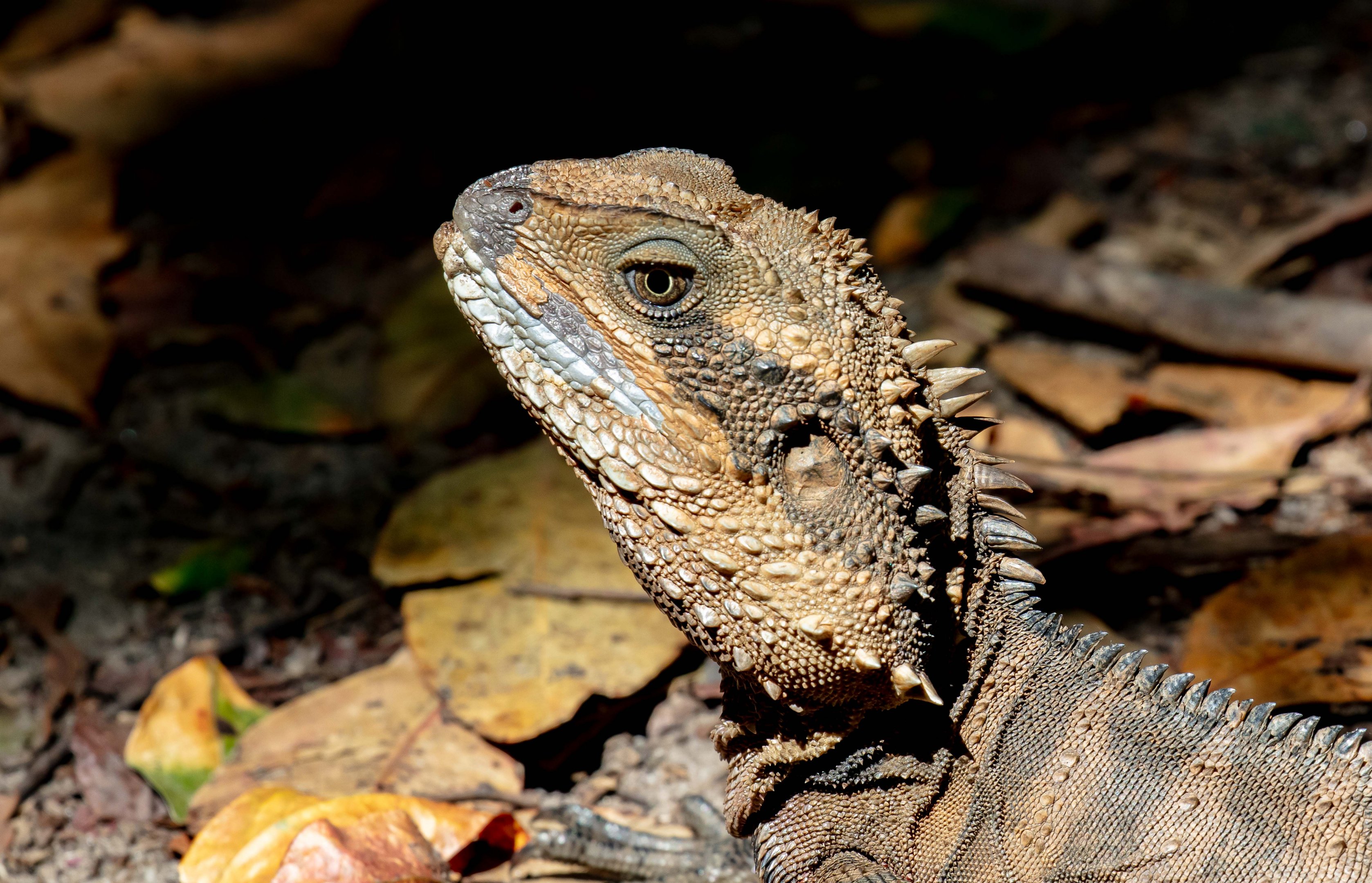 Eastern Water Dragon
